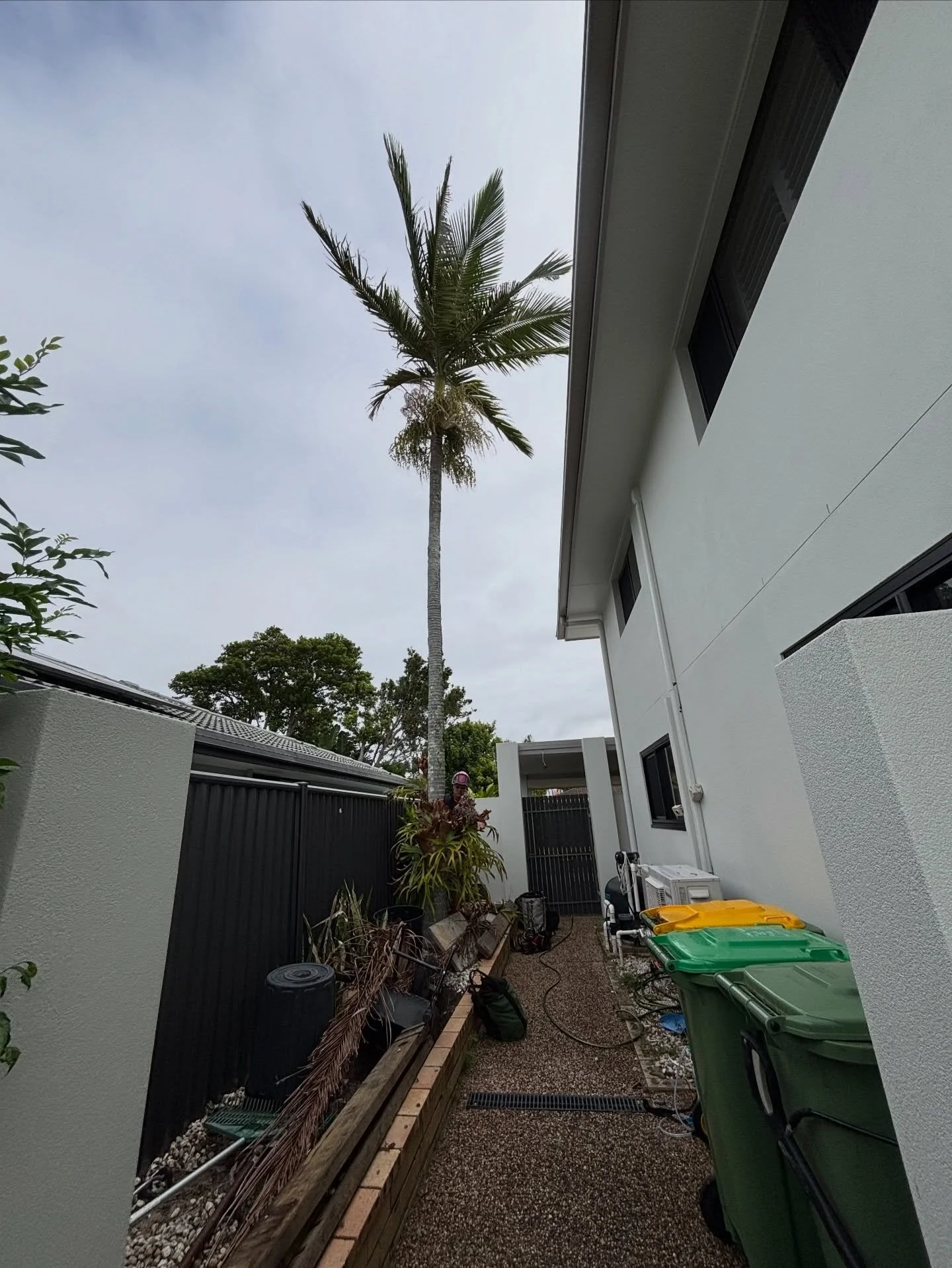 Nice cruisey palm removal in palm beach last week 🤌🏽