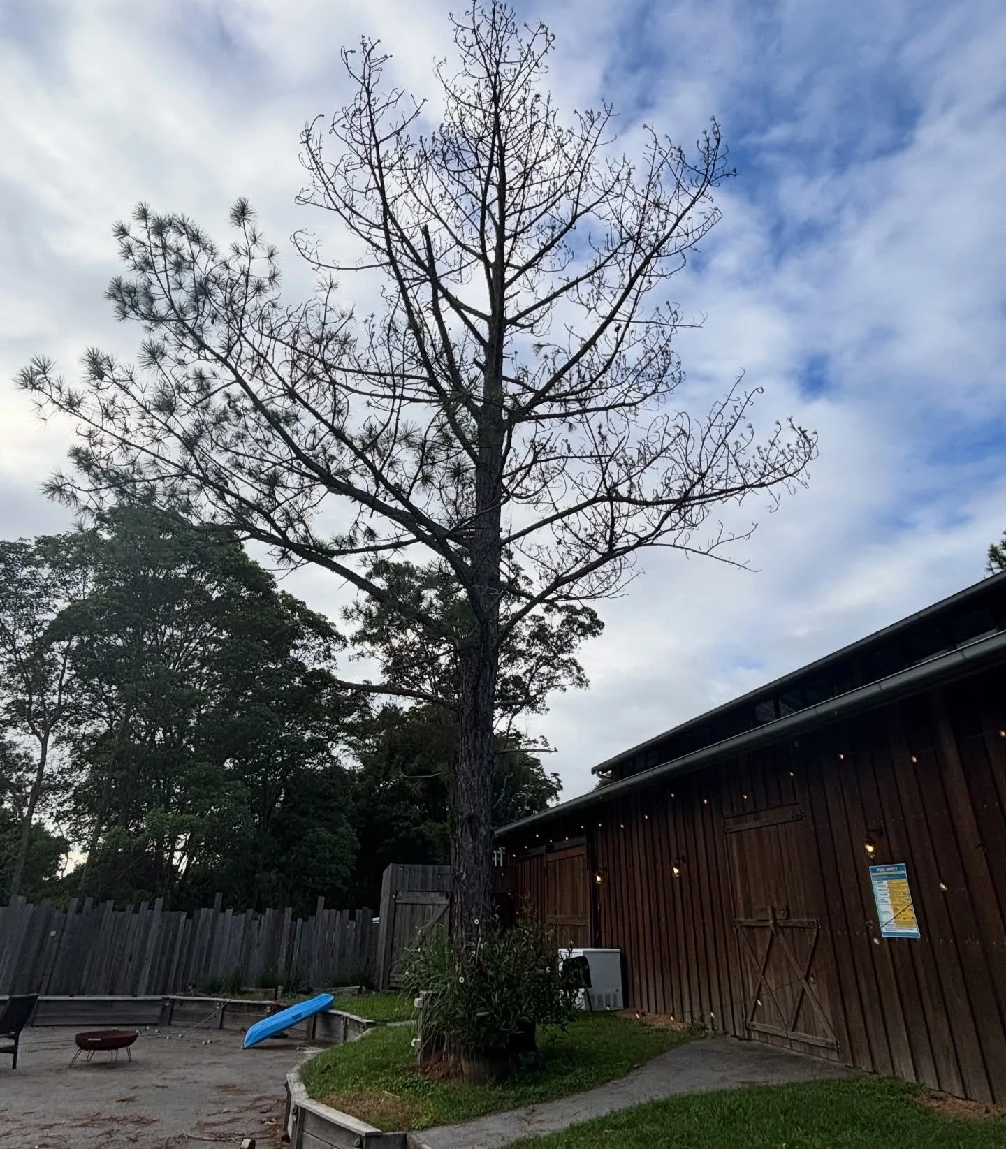 Dead pine removal done the other day in kingsholme -041276496