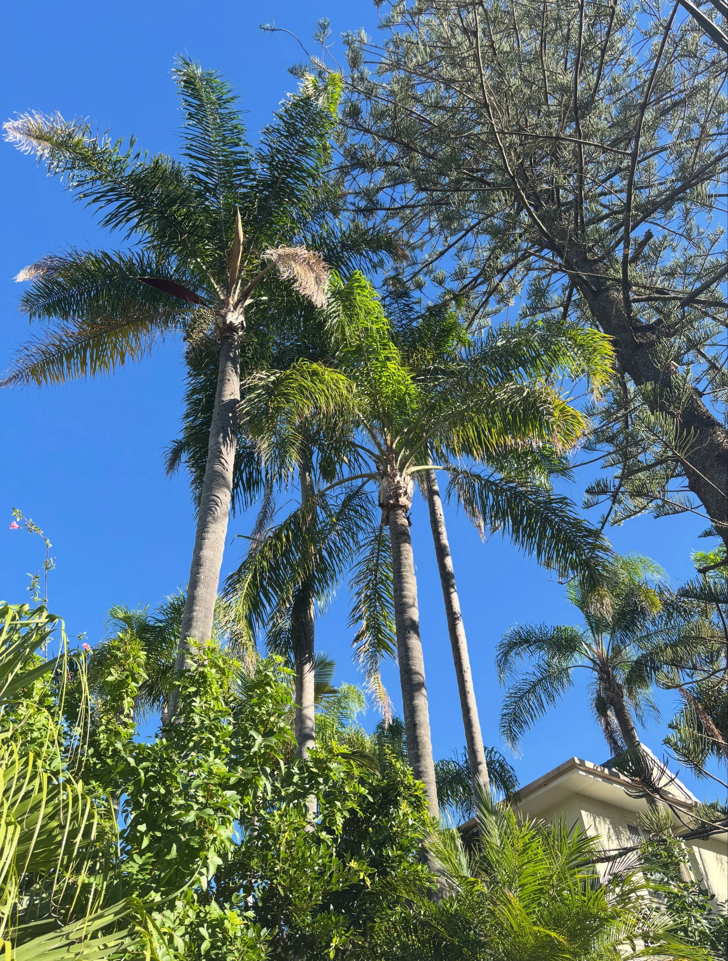 40 palms cleaned and chipped on Wednesday this week for a big hotel in surfers 🤙🏽🕺
0412764946
