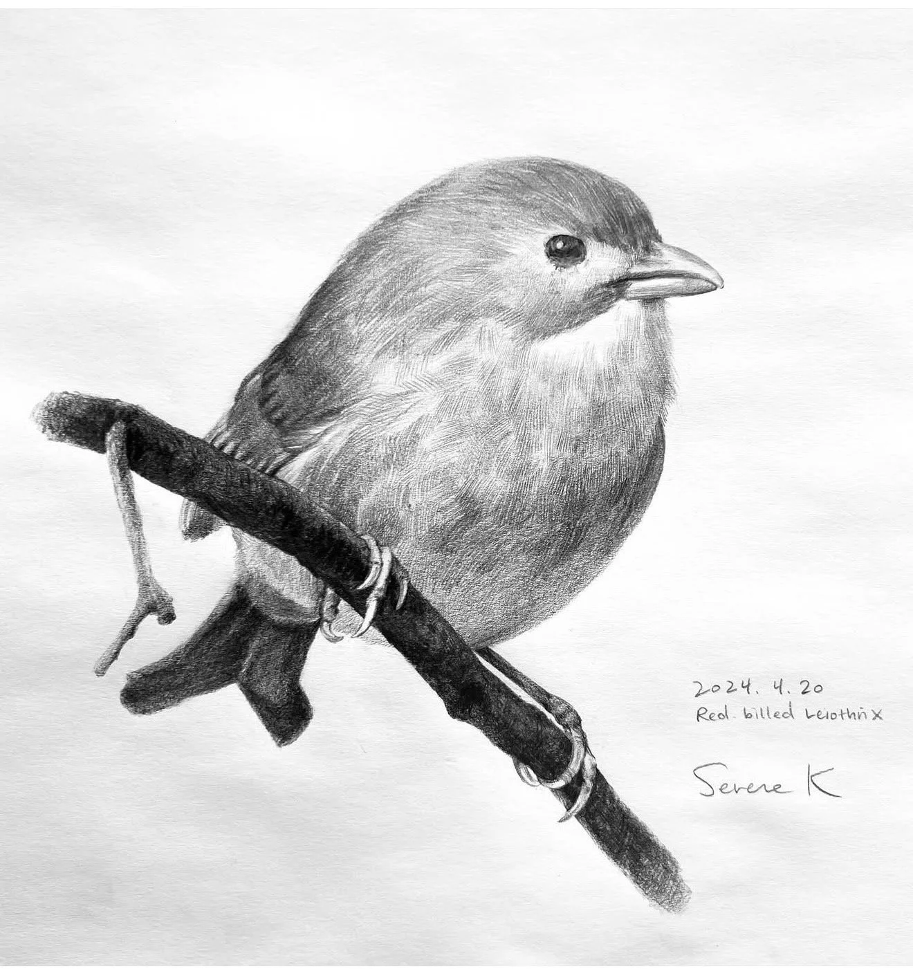 Red-Billed Leiothrix