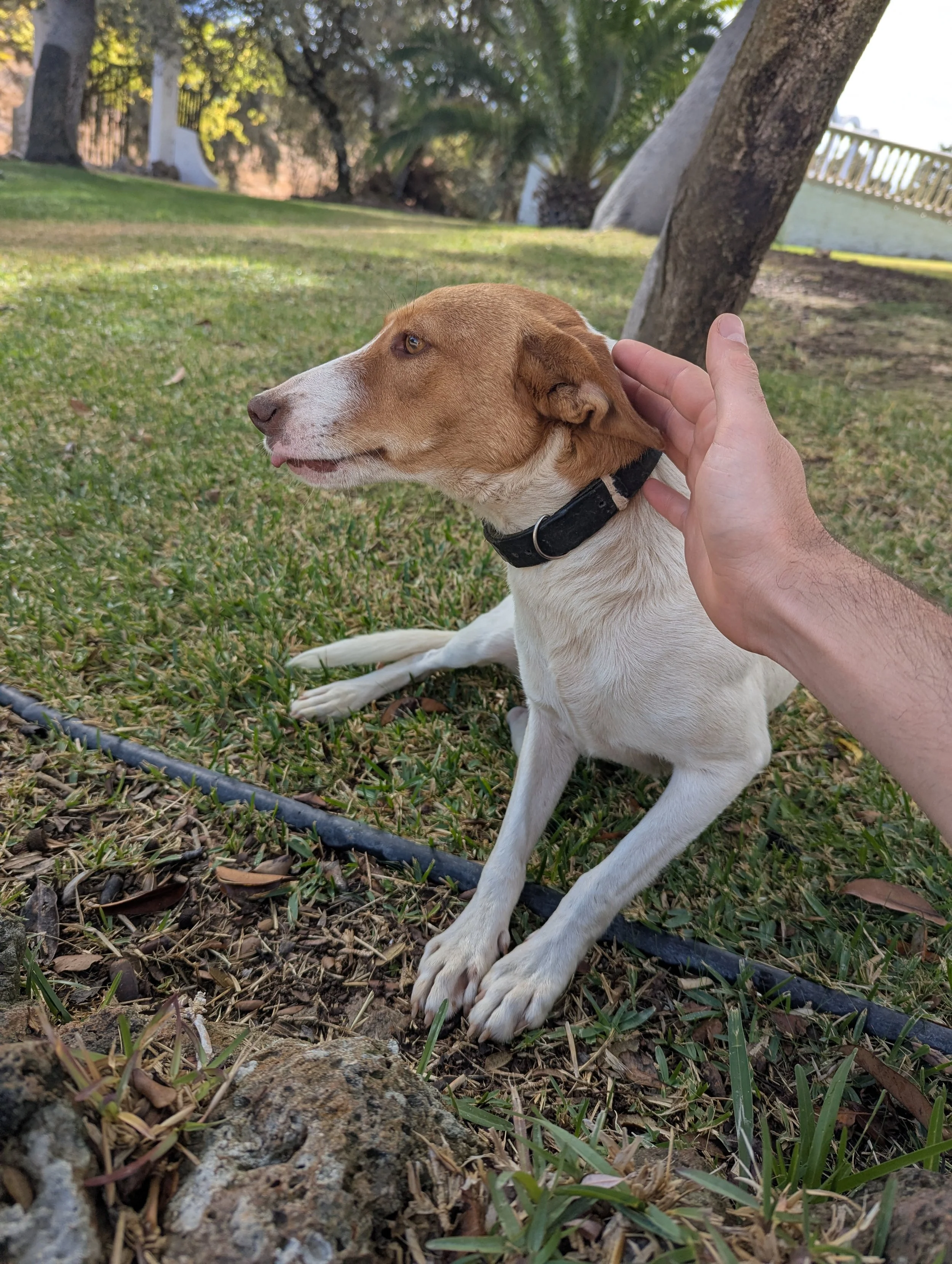 A person petting a brown and white dog lying on grass in a park with trees and a white fence in the background.