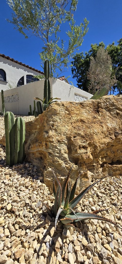 drought tolerant landscape in Los Angeles with aloe and boulder