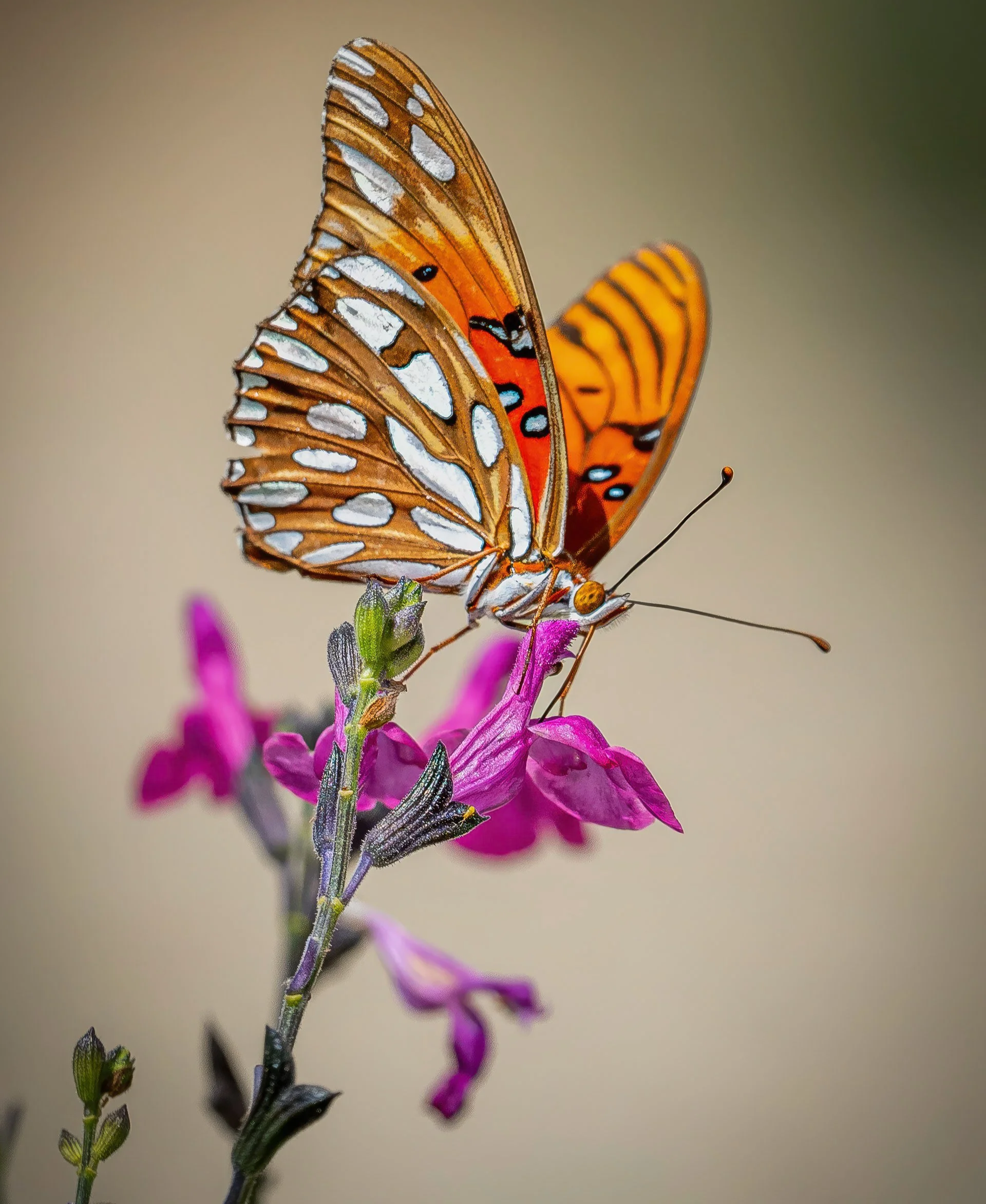 gulf+fritillary+3813-resize.png