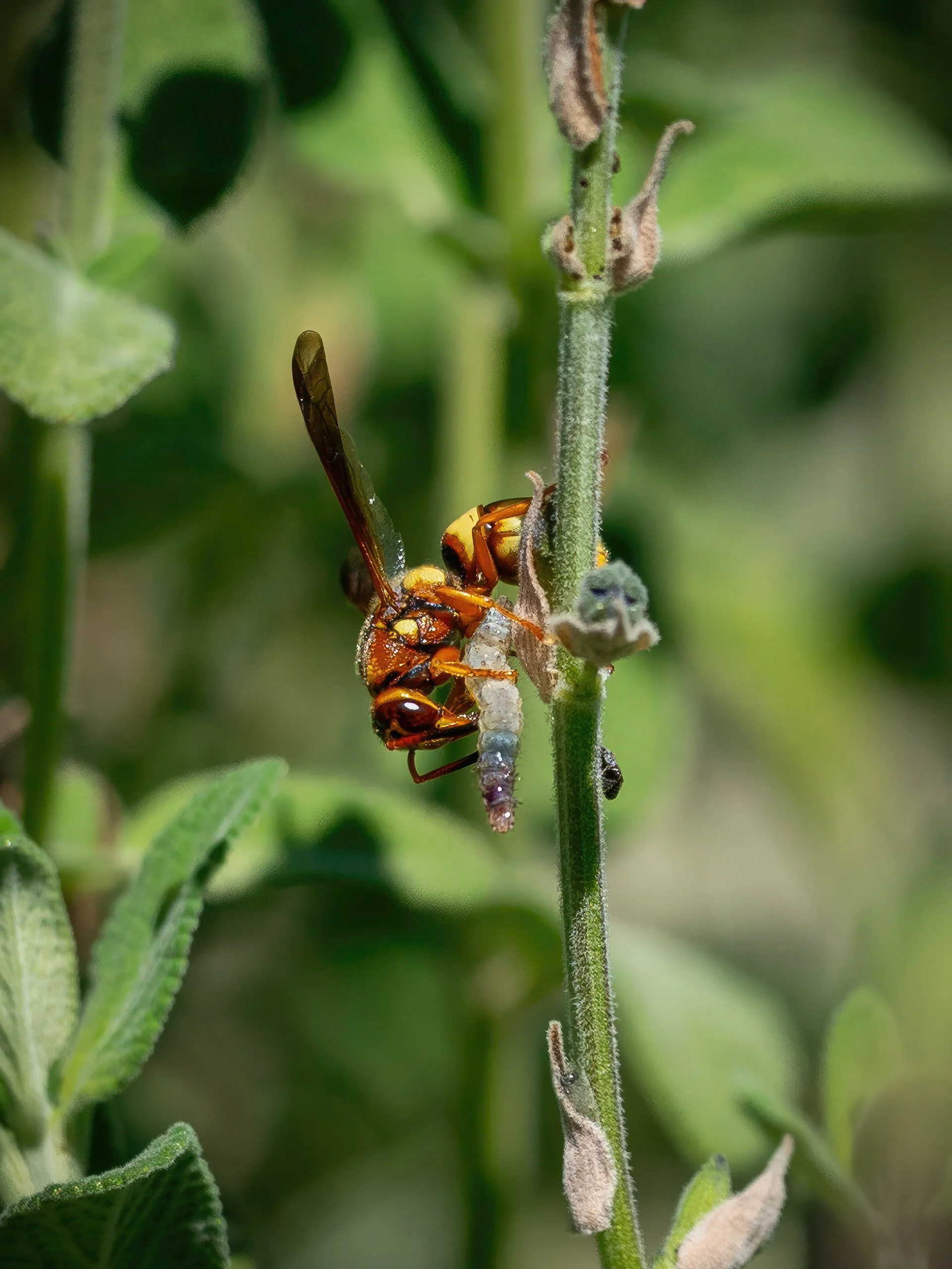 European hornet 2435 resized.JPG