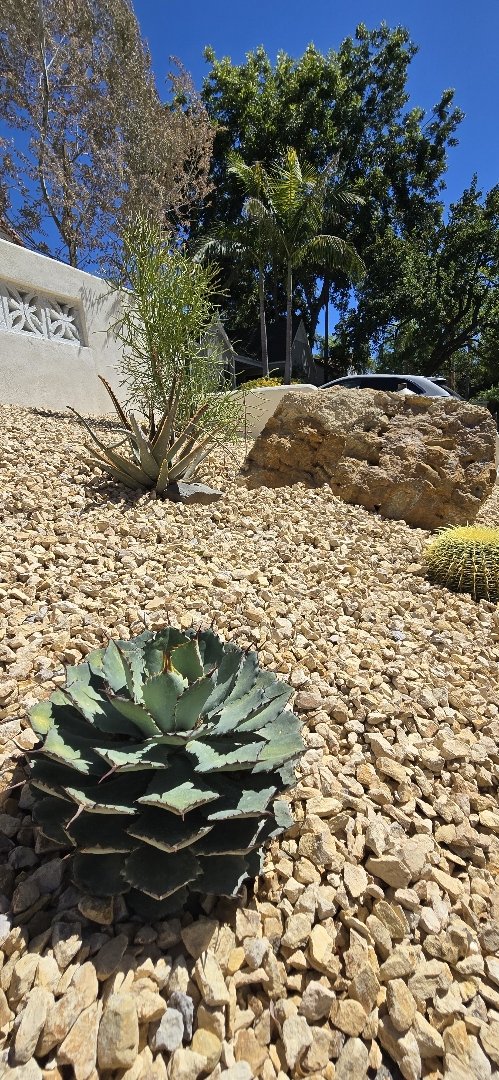 drought tolerant landscape in Los Angeles with agave and gold gravel