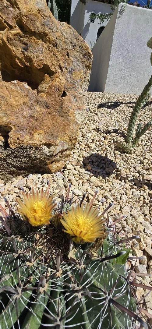 drought tolerant landscape in Los Angeles with cactus flowers