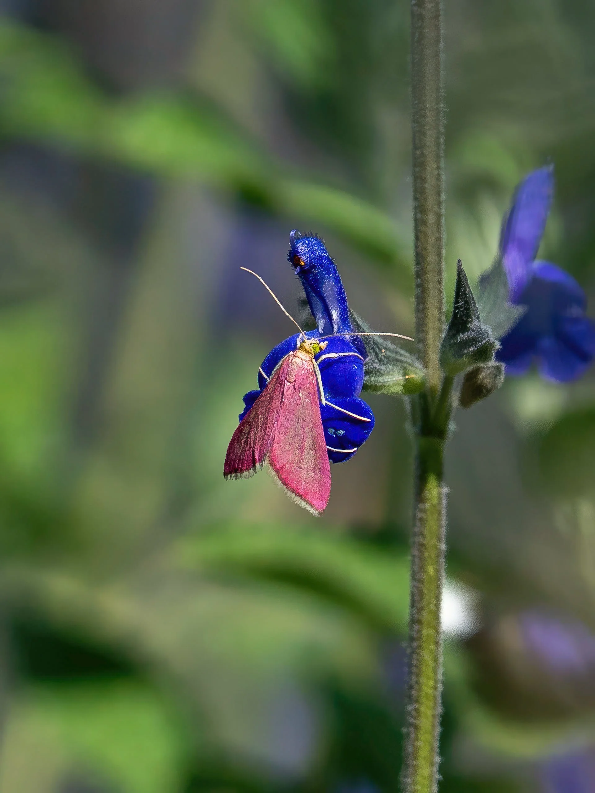 southern pink moth 7893-resized.JPG