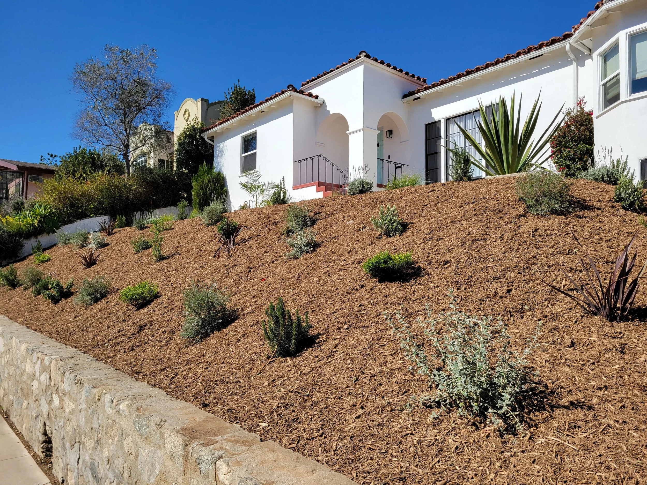 drought tolerant landscape in Los Angeles with mulch and plants