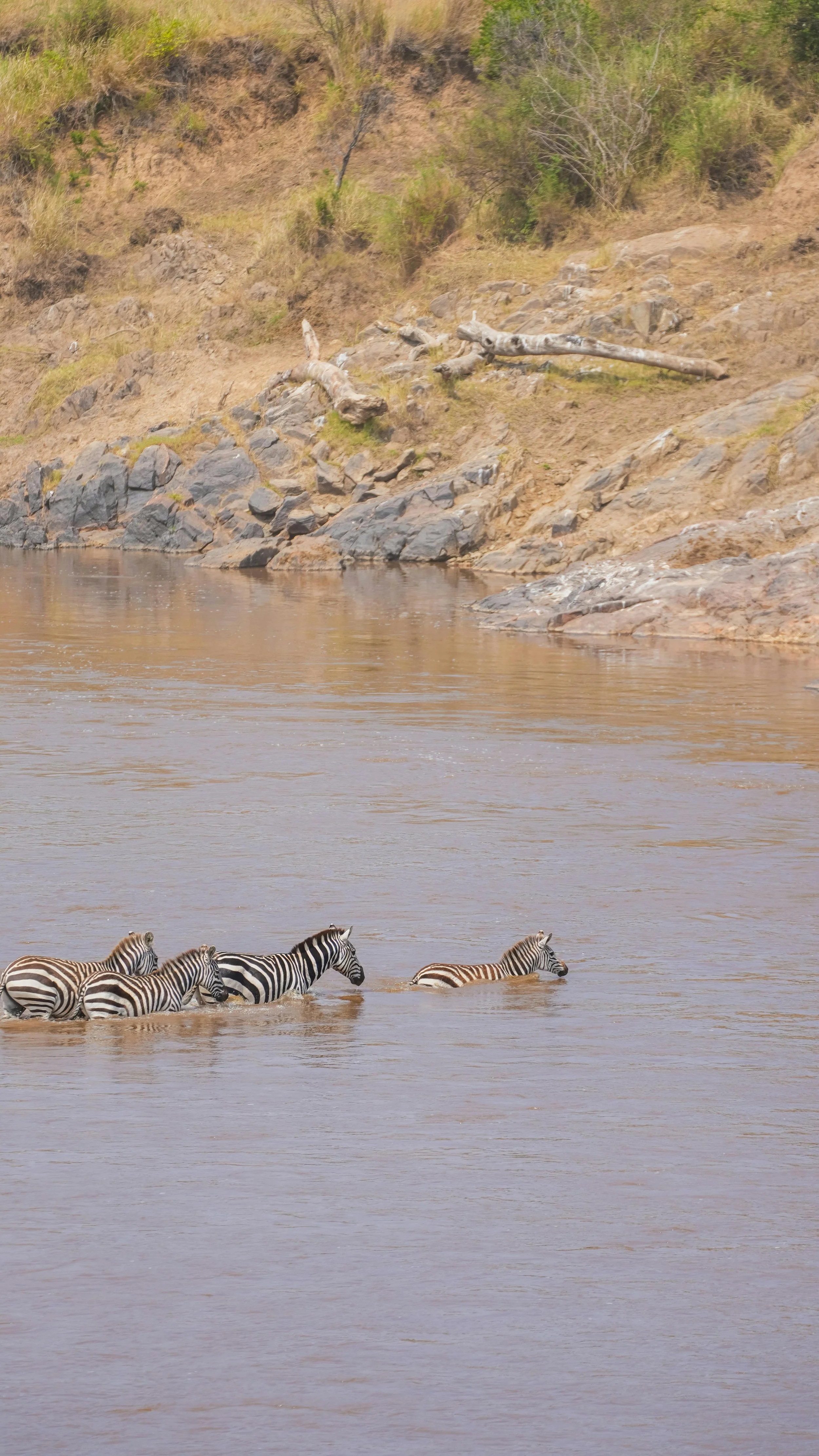 SAFARI &amp; MIGRATION