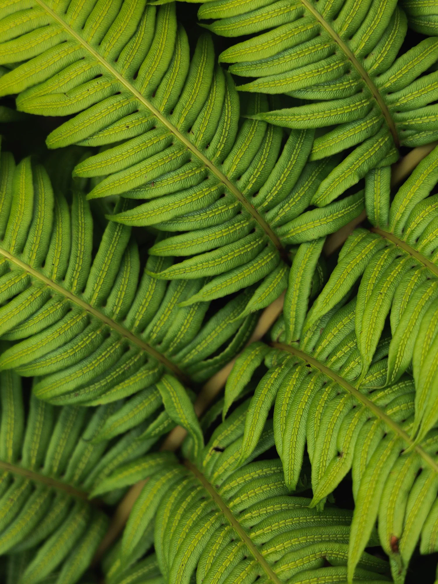 Nahaufnahme von grünen Farnblättern mit feinen Linien und parallelen Strukturen.
