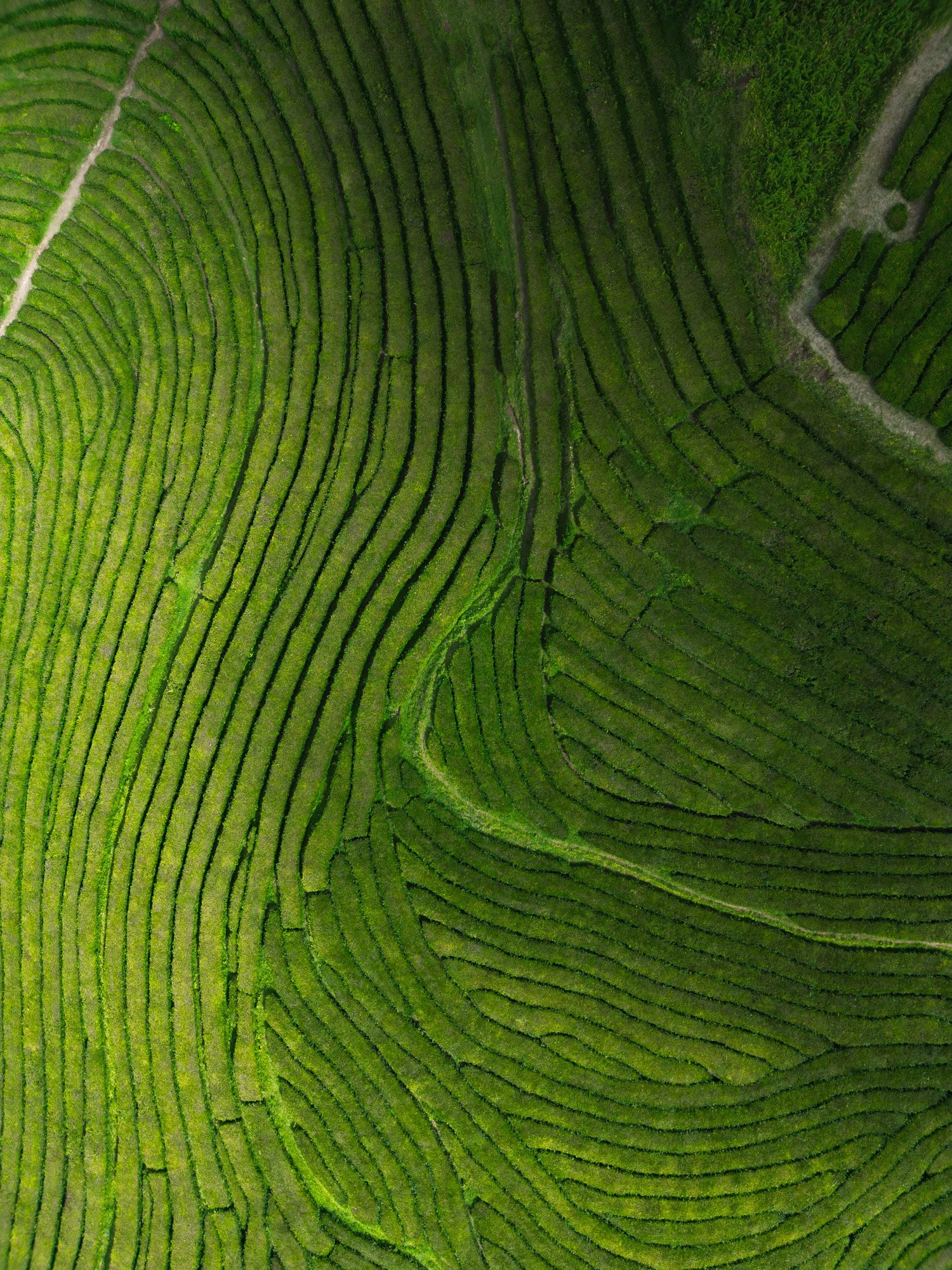 Luftaufnahme von terrassierten grünen Teefeldern in einem hügeligen Gebiet.