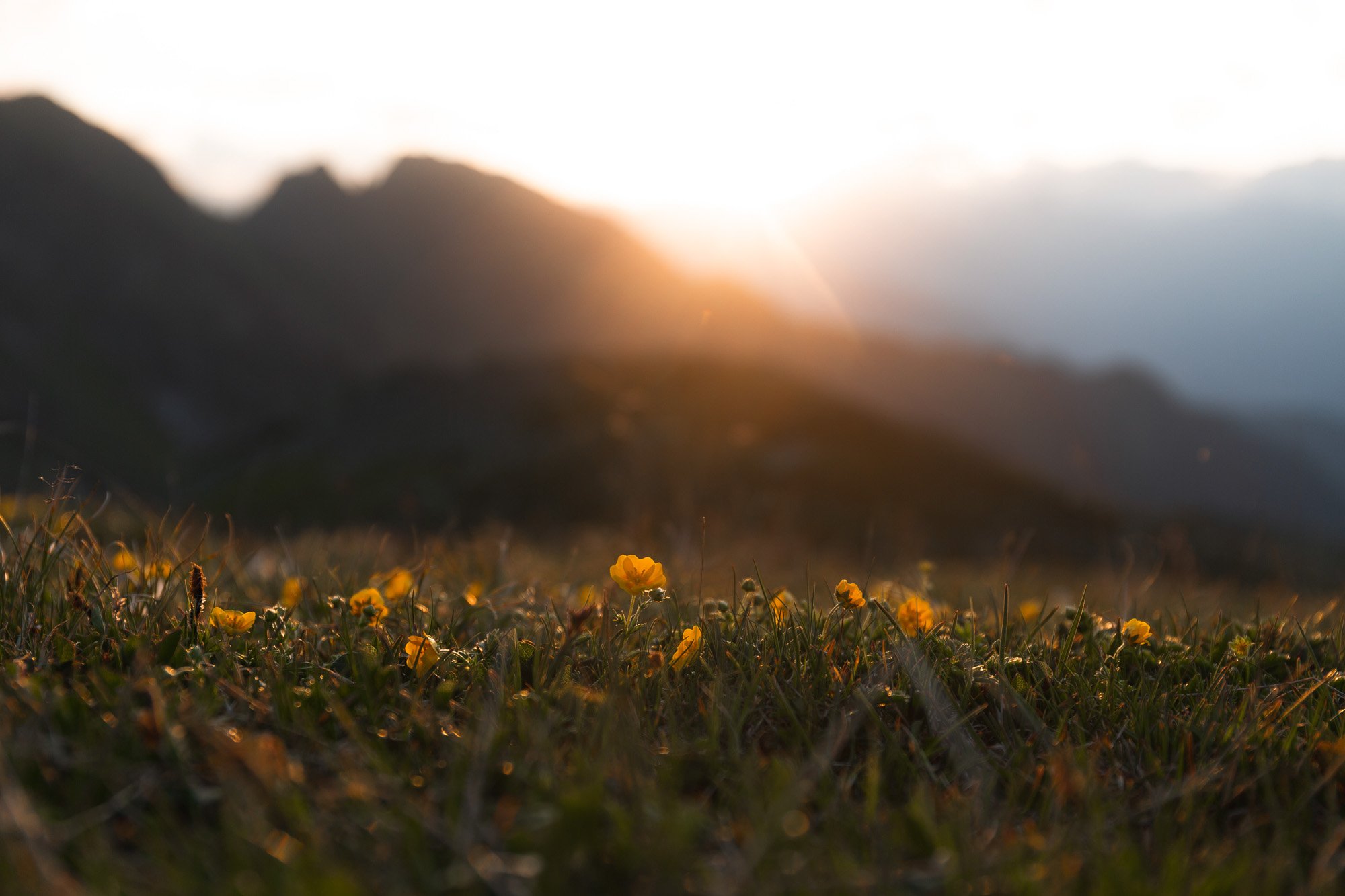 Nahaufnahme von gelben Blumen im Gras bei Sonnenuntergang mit Bergen im Hintergrund.
