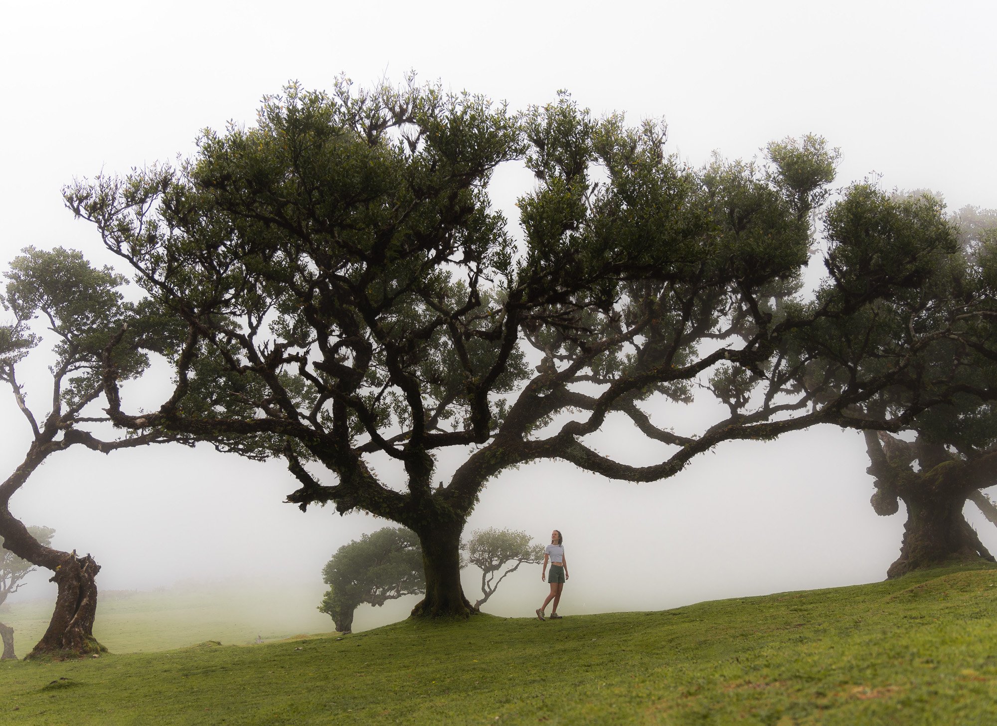 Eine Person steht unter einem großen Baum mit dichten Blättern in einfarbigem Nebel. Das Umfeld ist grün, mit weiter offener Wiese und mehreren Bäumen im Hintergrund. Es herrscht eine ruhige, mystische Atmosphäre.