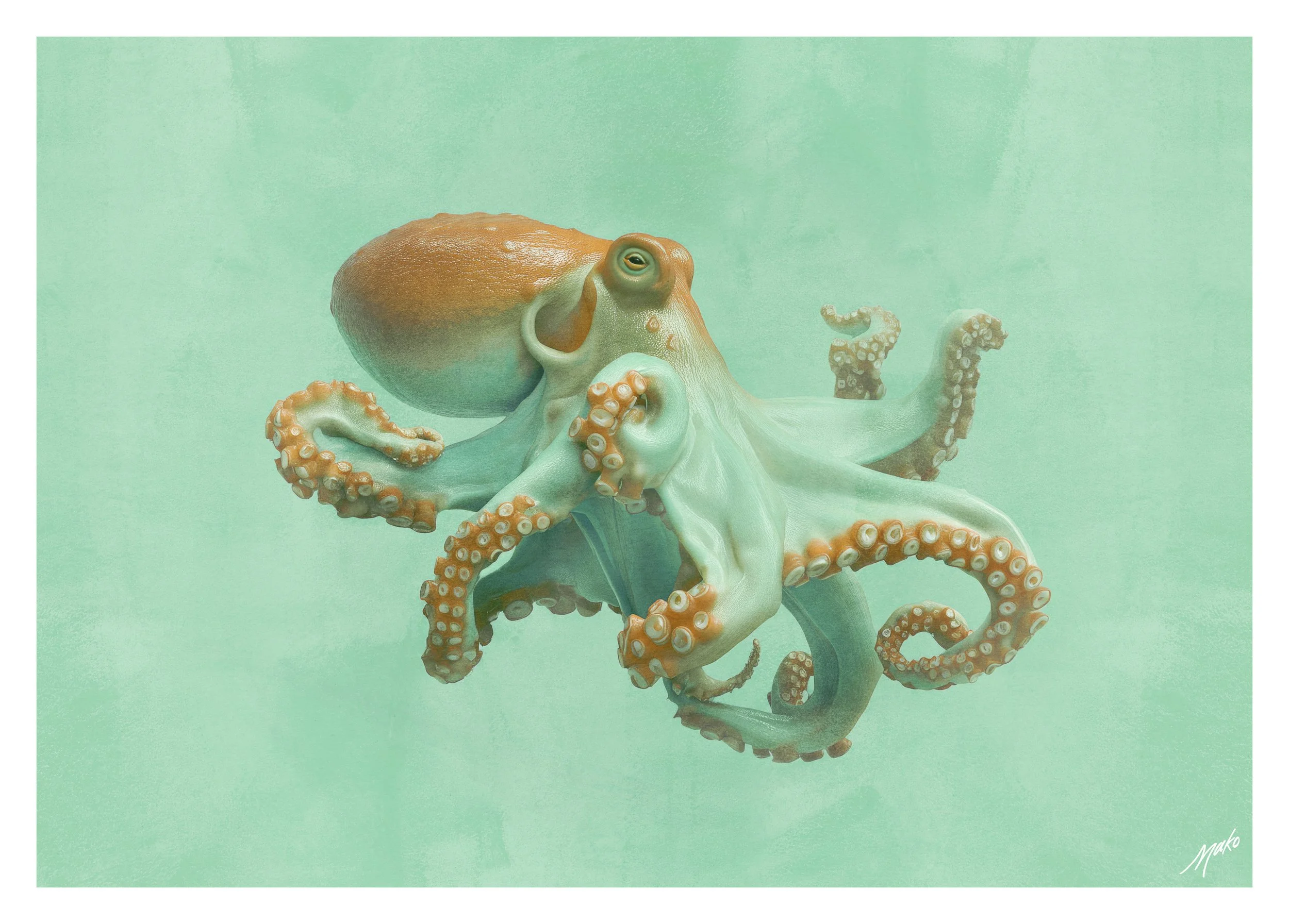 033-Octopus-2.jpg