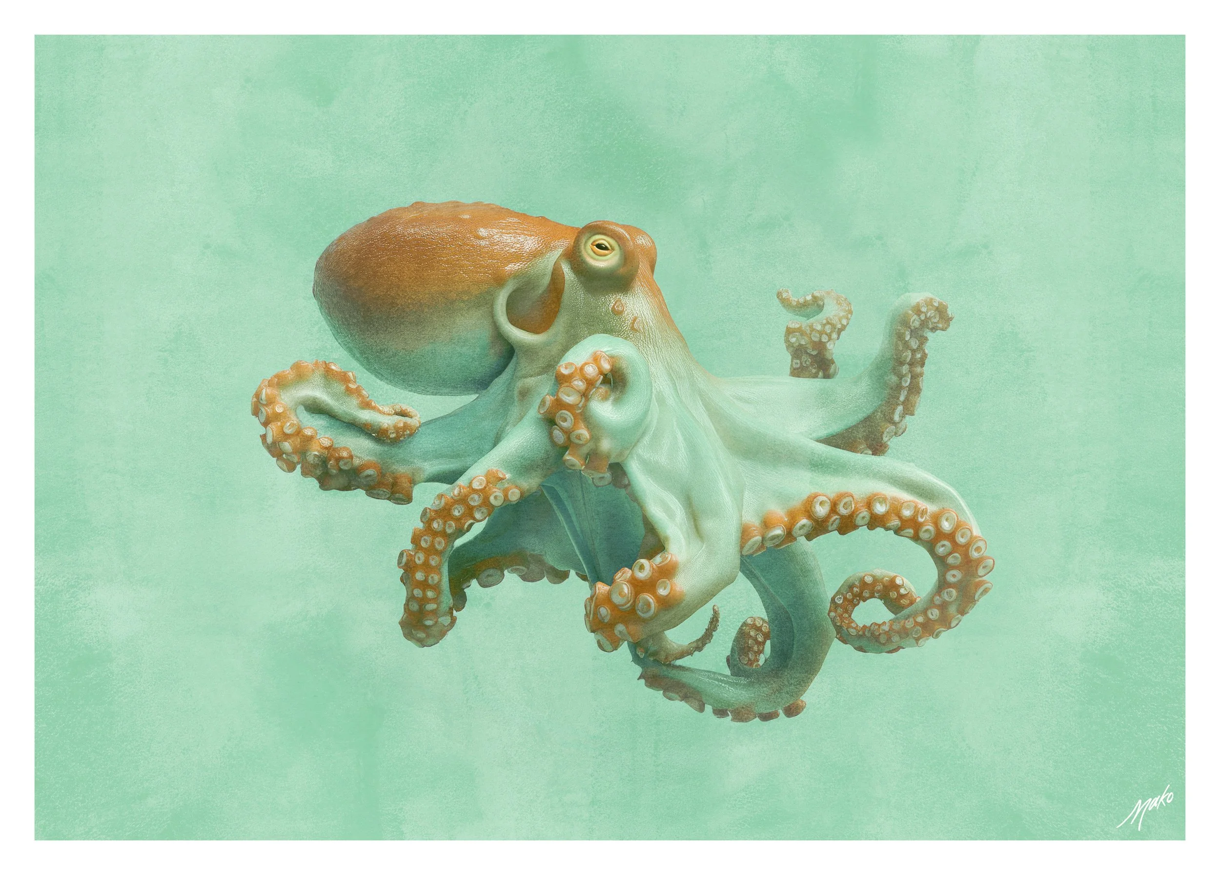 033-Octopus-2.jpg
