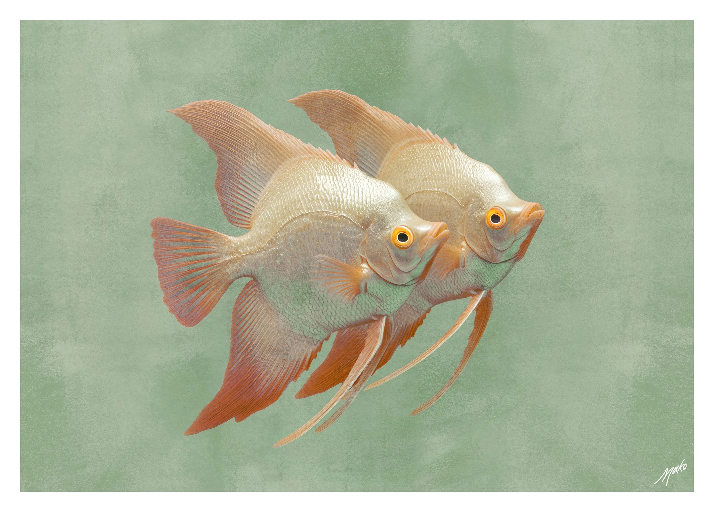 034-Angelfish-1.jpg