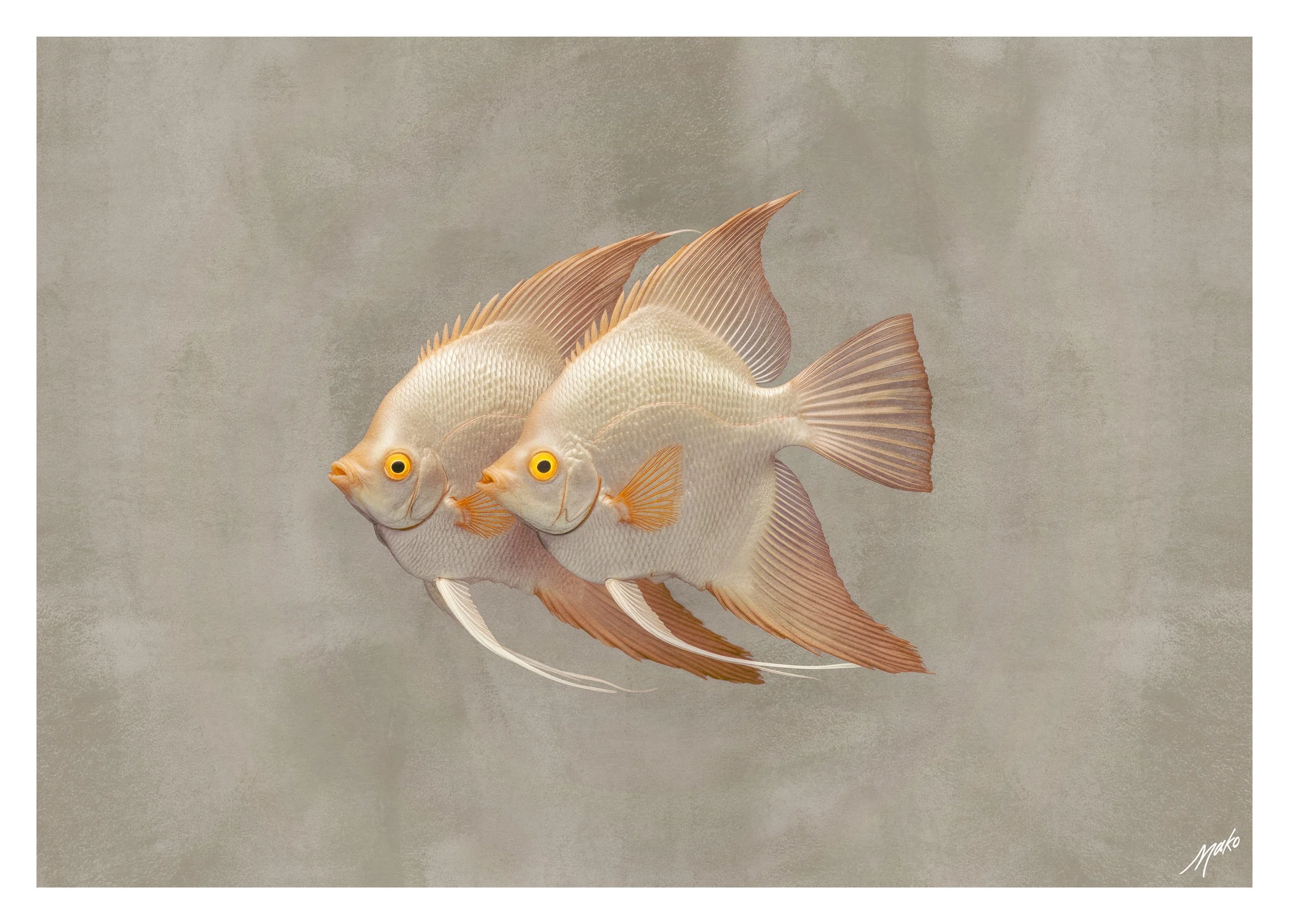 036-Angelfish-II.jpg