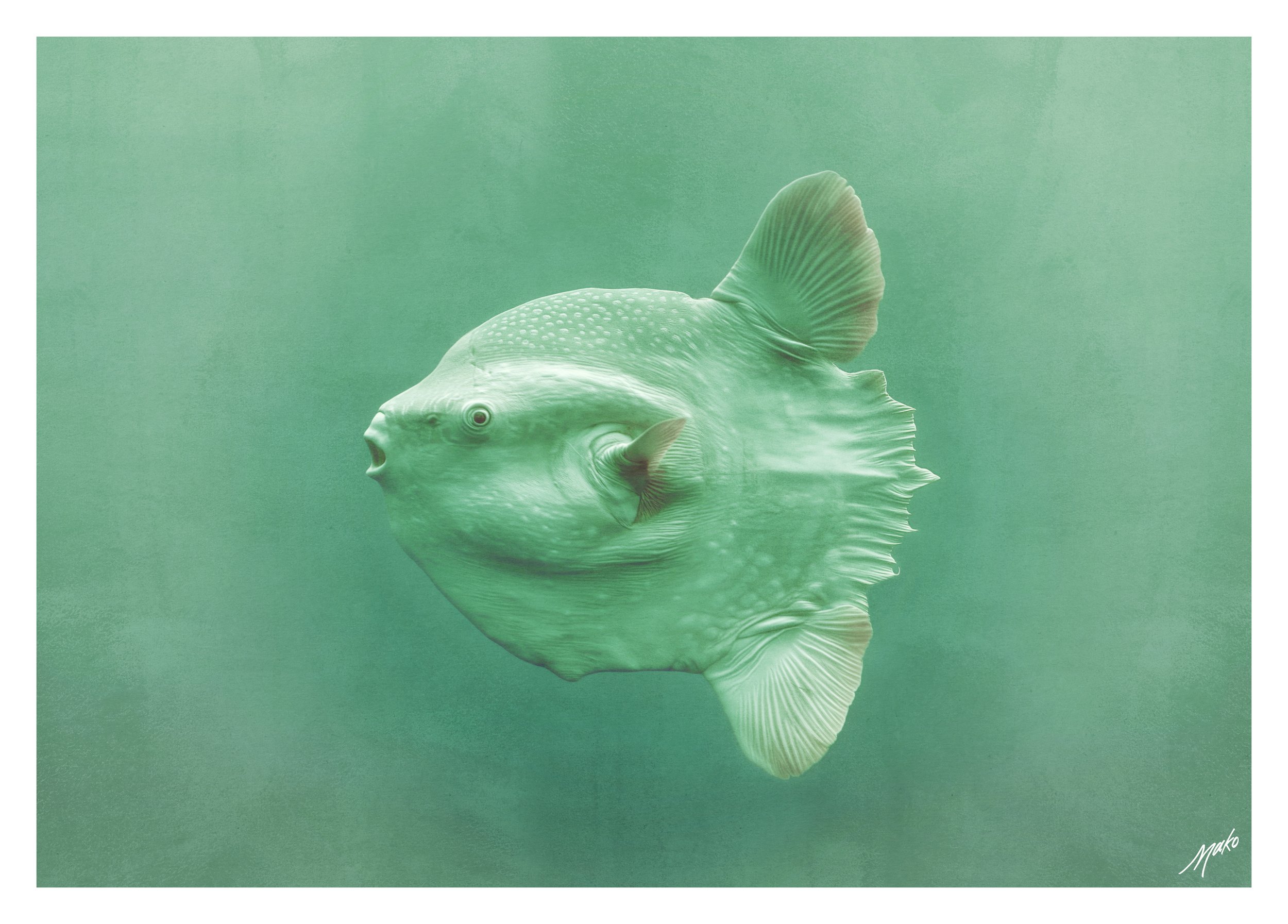 031-sunfish.jpg