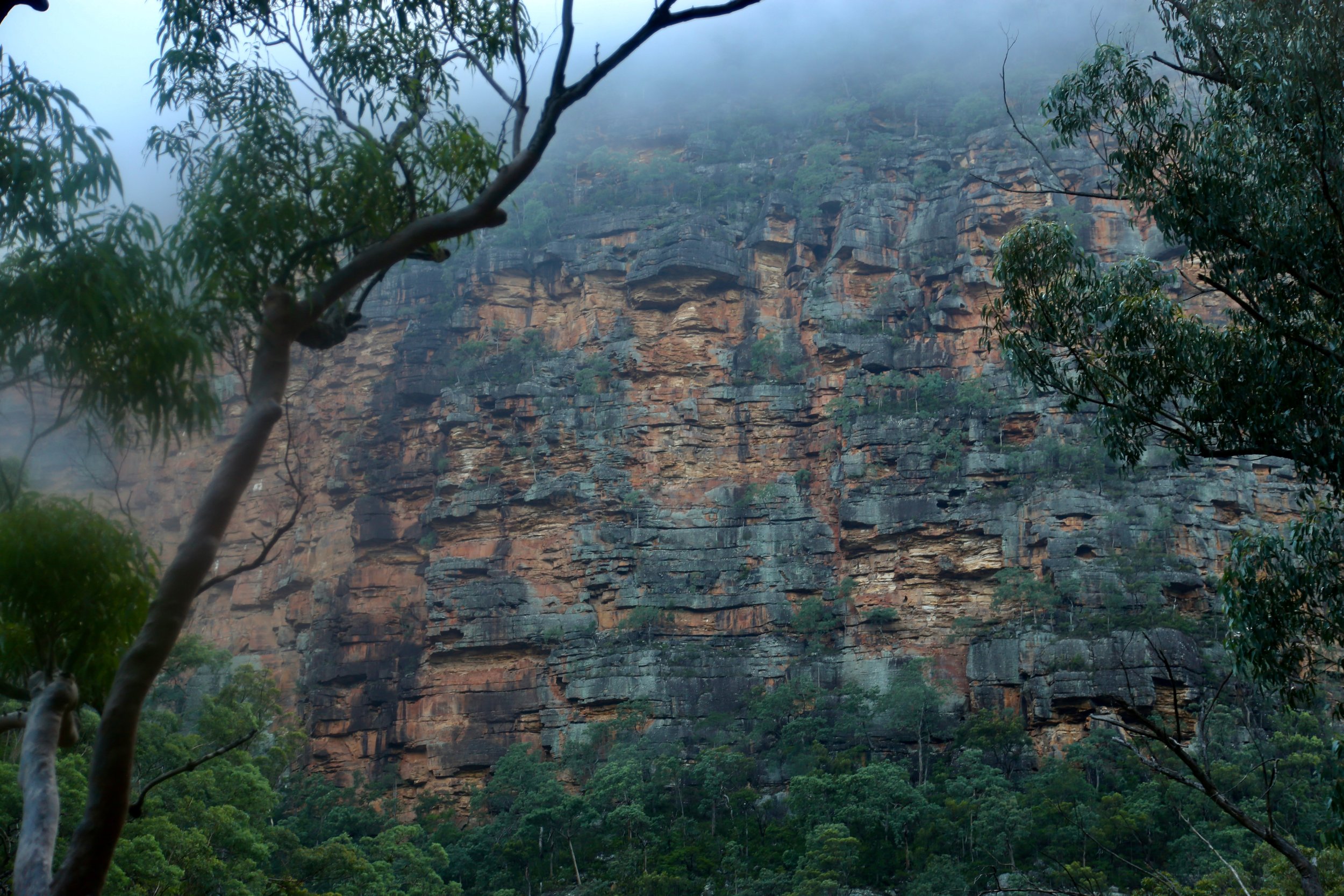 Colo Wollangambe 2nd export - 3rd export - 3.jpeg