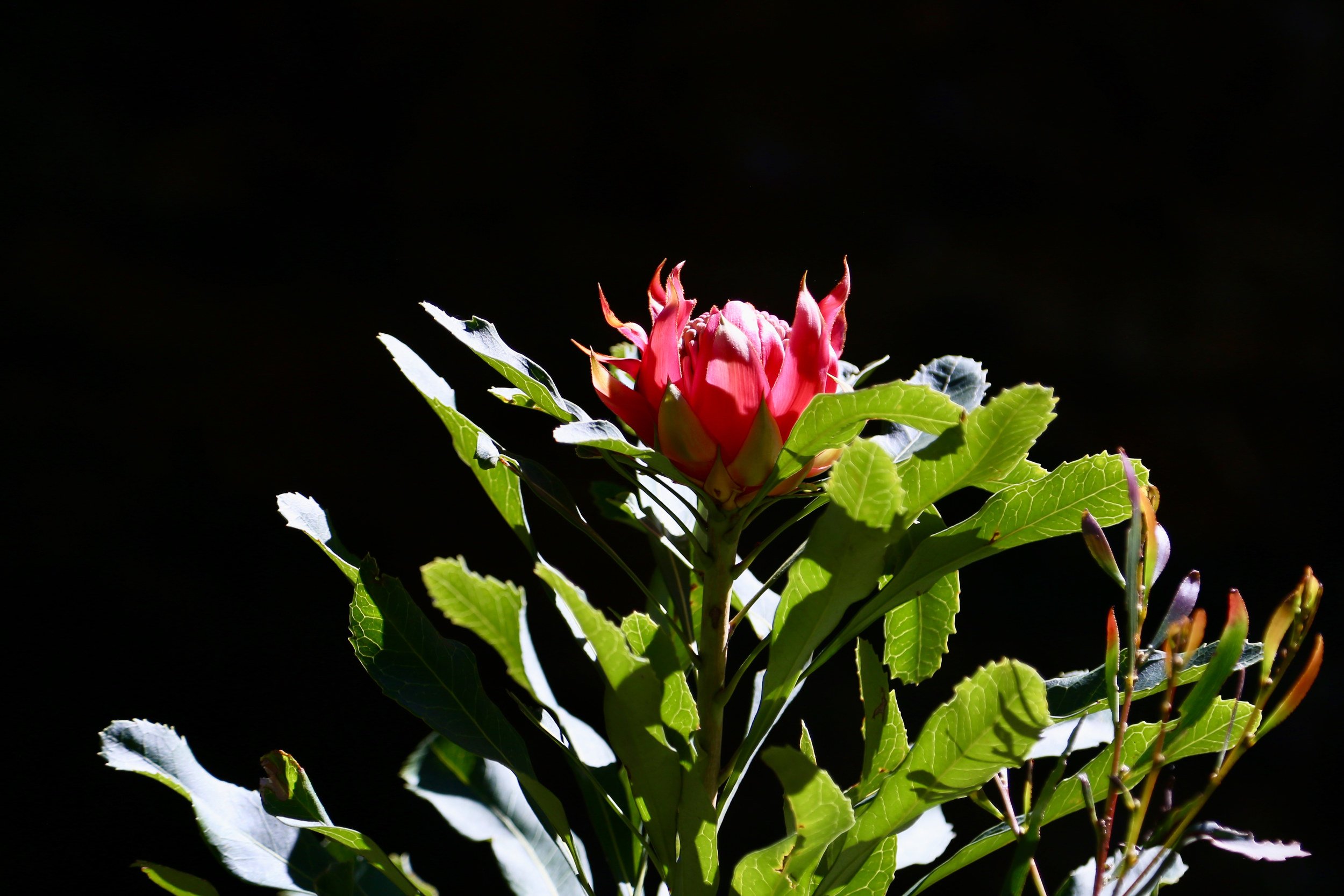 Start of Waratah season.