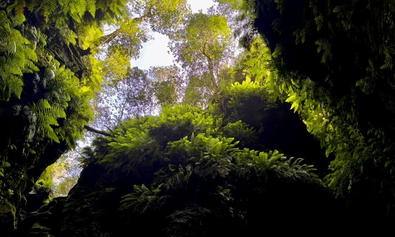 Ferns near the junction with Ranon Canyon