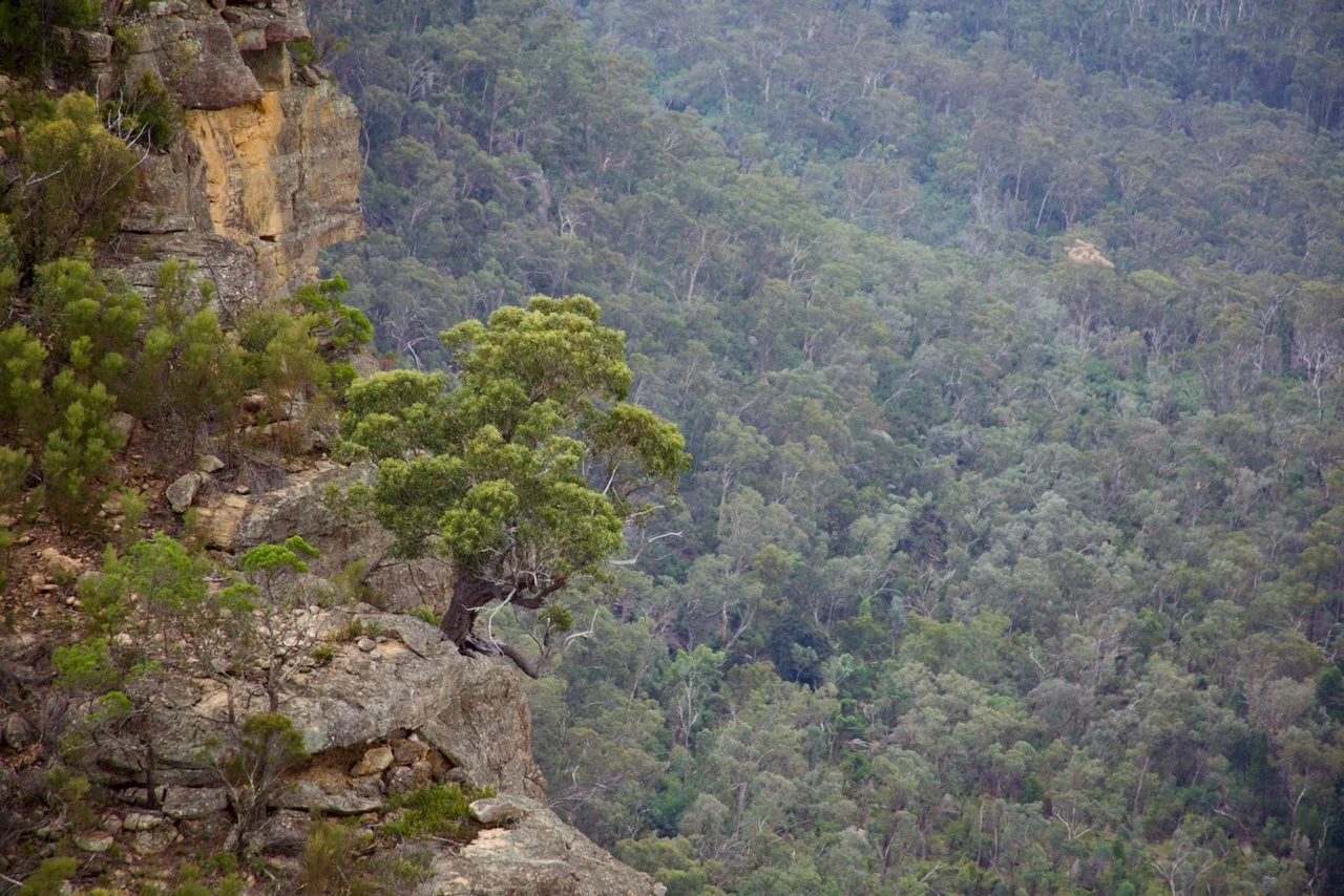 One lone determined tree