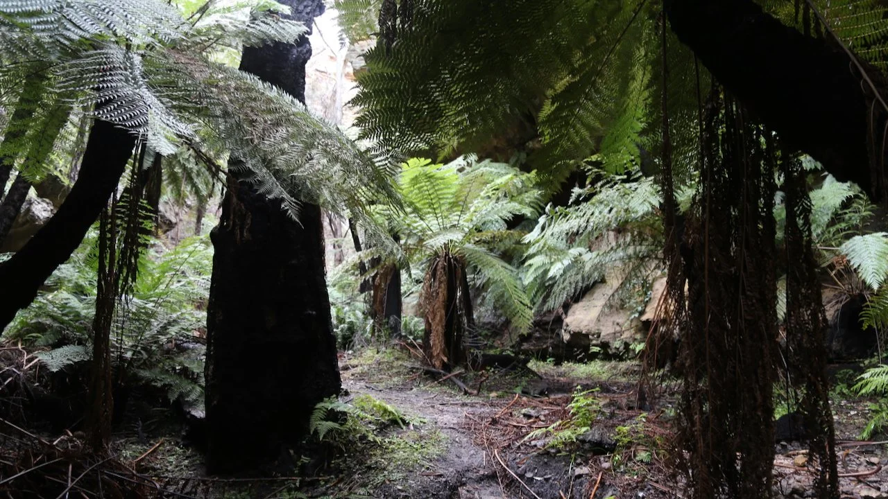 Dense forest scene with tall trees and large ferns, sunlight filtering through the canopy.