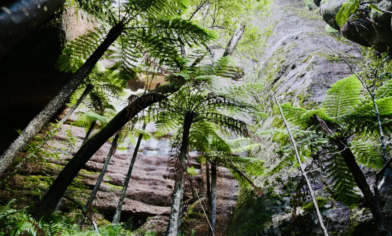 View of a lush green forest with tall trees and ferns near a rocky cliff.