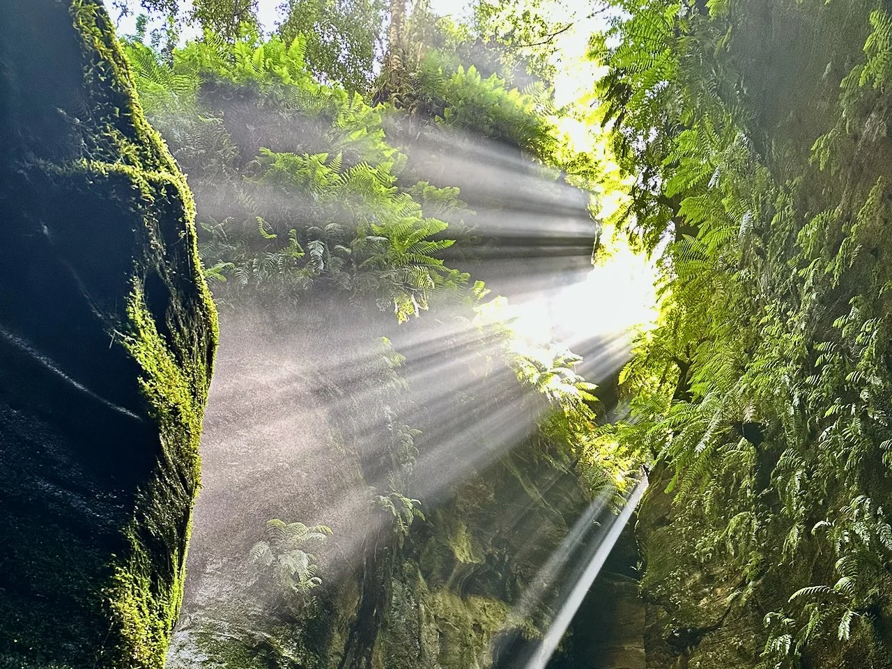 Sunlight streams through a lush green forest, illuminating moss-covered rocks and ferns in a canyon or crevice.