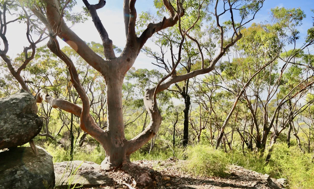 A desert landscape with sparse green trees, a rocky foreground, and clear blue sky.