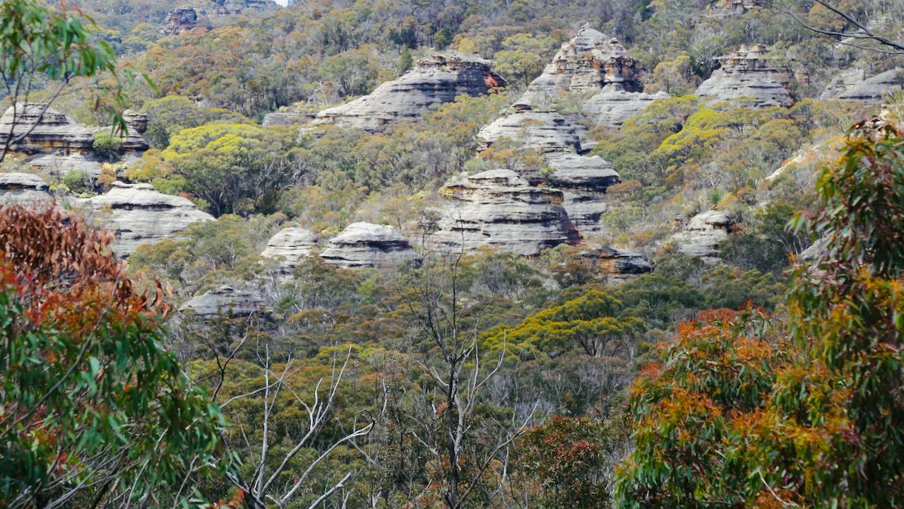 View of rocky sandstone formations and dense eucalyptus trees in a forest during autumn.