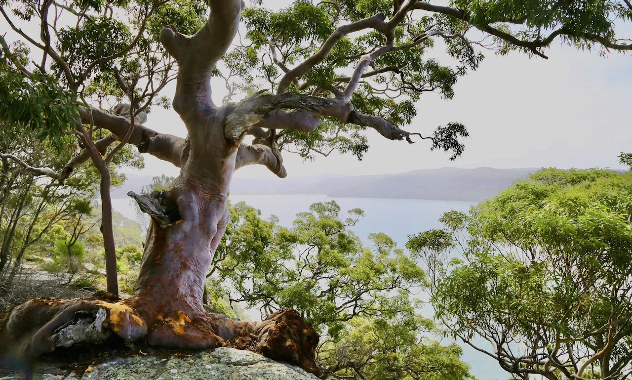 A large twisted tree with a thick trunk and spreading branches in a lush green forest, overlooking a body of water in the background.