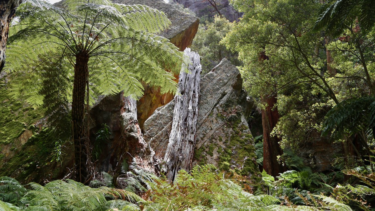 A lush forest scene with green foliage, large rocks, and a tall fern plant in the foreground.
