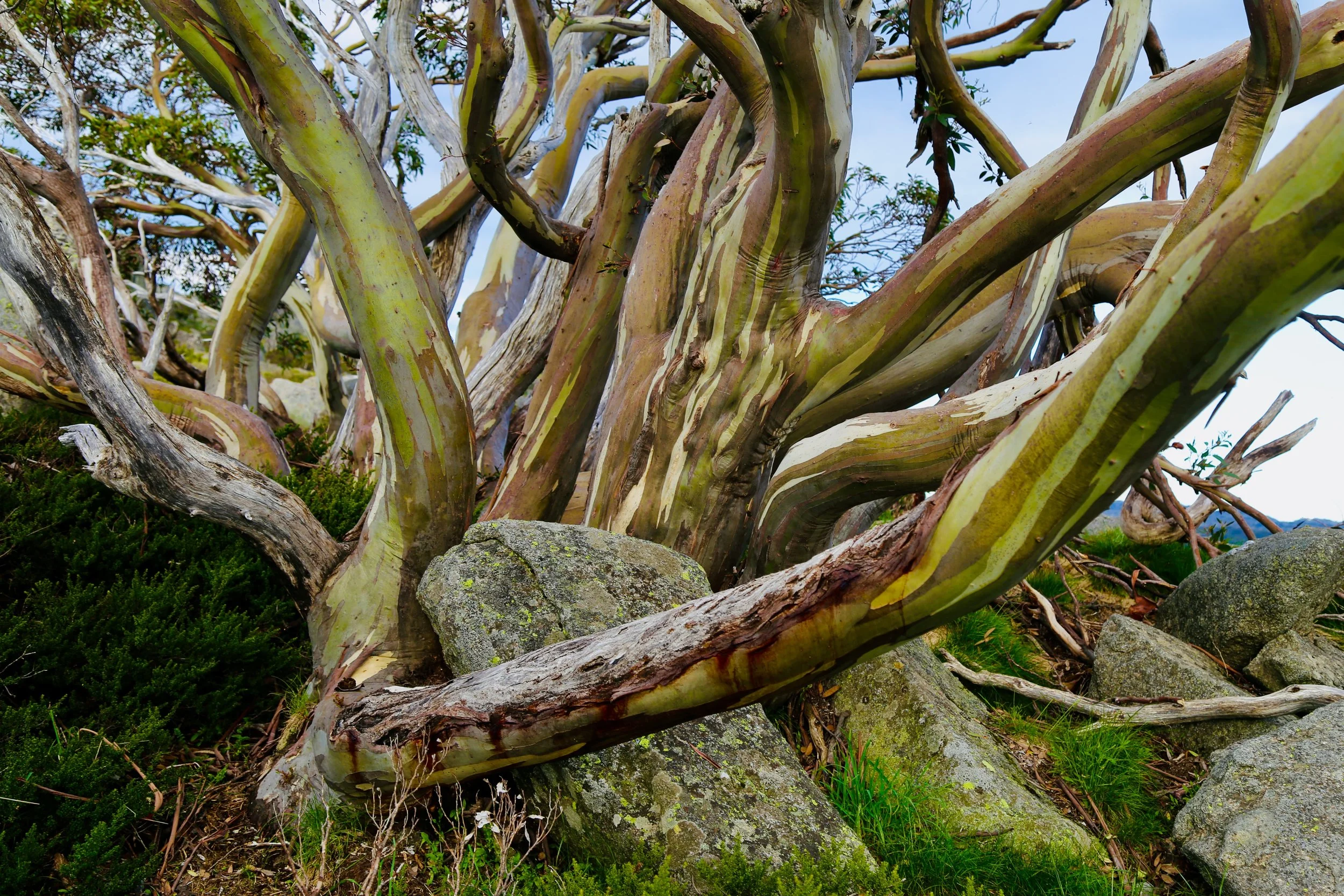 Snowgums, Charlottes Pass