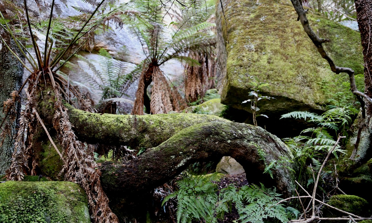 Dense forest floor with moss-covered fallen tree, ferns, and rocks.