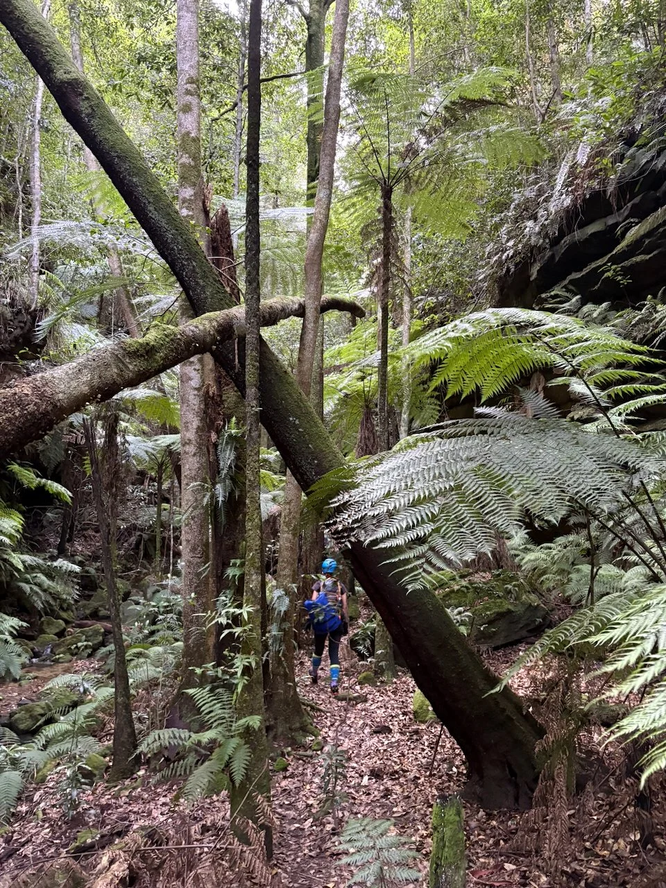ferns in the late afternoon 