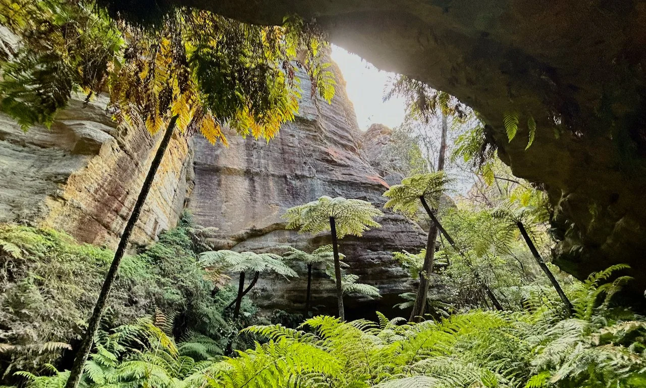 View from inside a cave looking out at a forested canyon with tall trees and ferns.