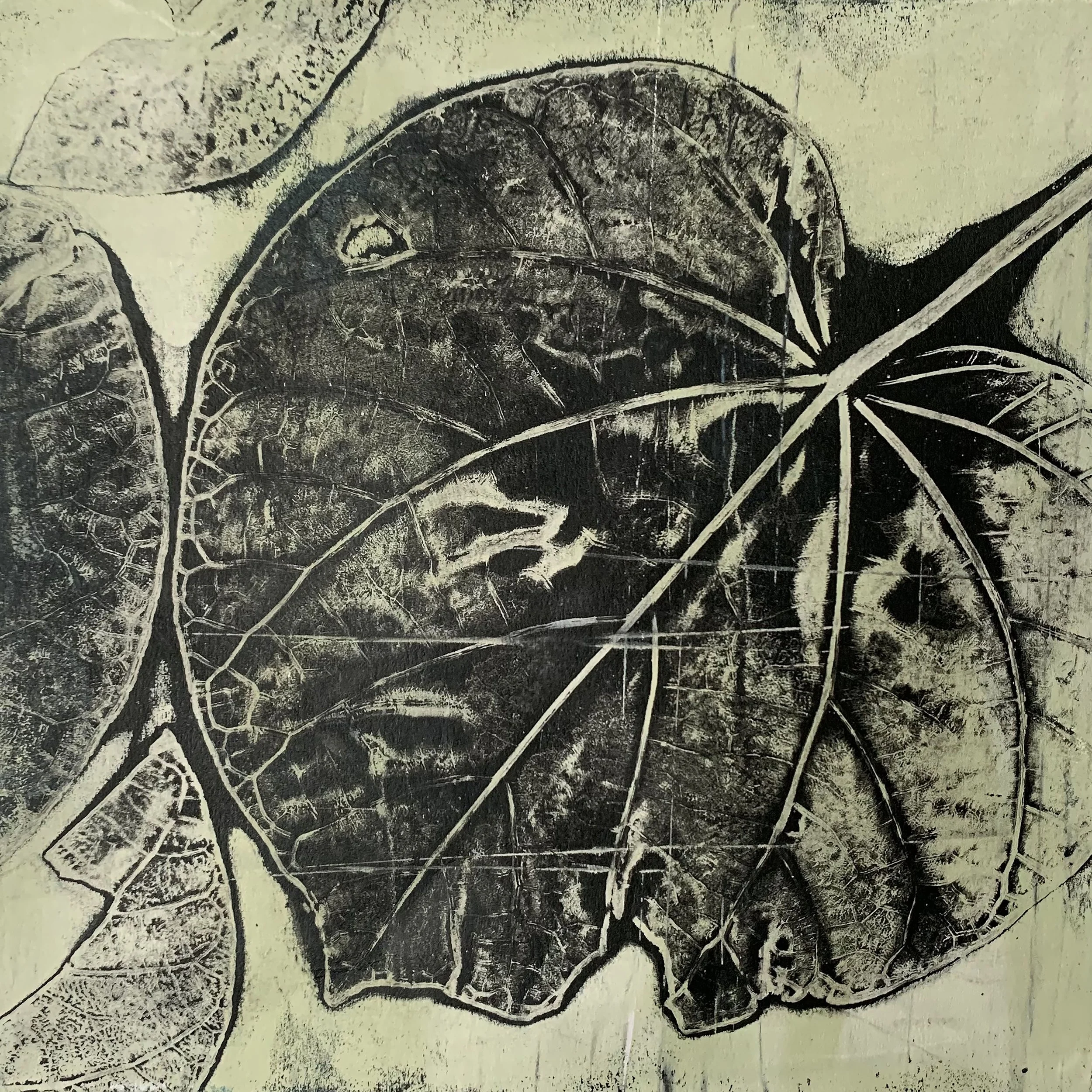 Charcoal & Sage II, Monotype on cotton rag paper 280gsm , 50 x 50cm - Sold