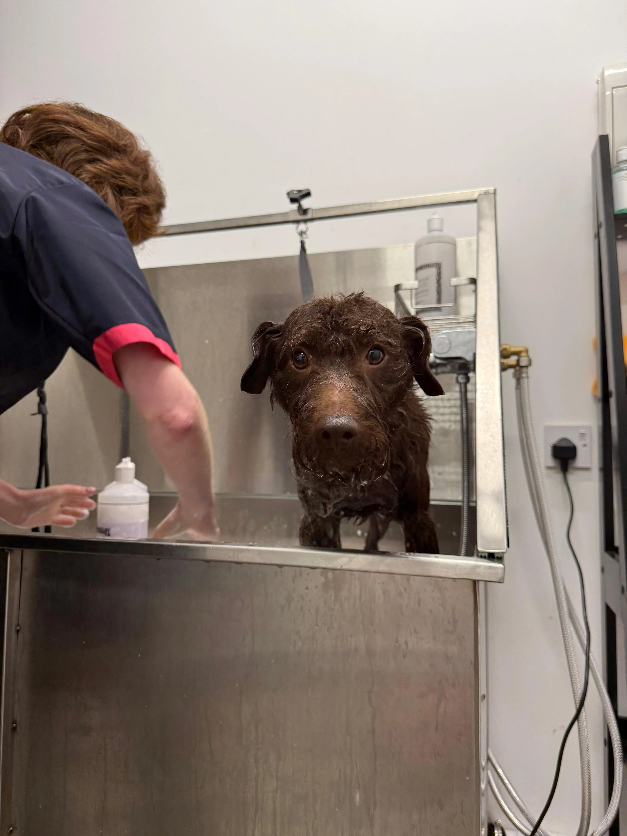 A brown dog is being bathed in a stainless steel grooming tub while a groomer leans over, with the dog's face close to the camera, looking directly at it.