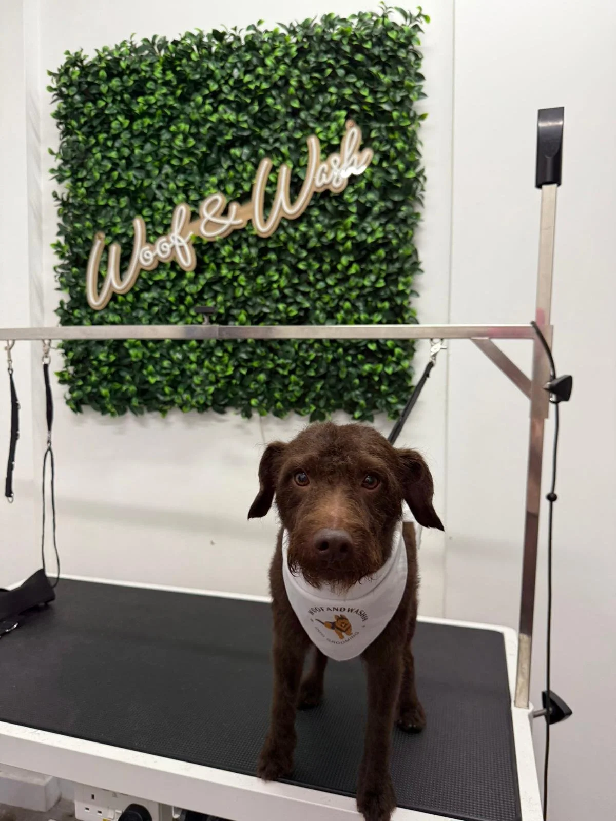 Dog with a white bandana sitting on grooming table in front of a green hedge wall with a sign that says 'Woof and Washh' - a dog groomer in Coventry.