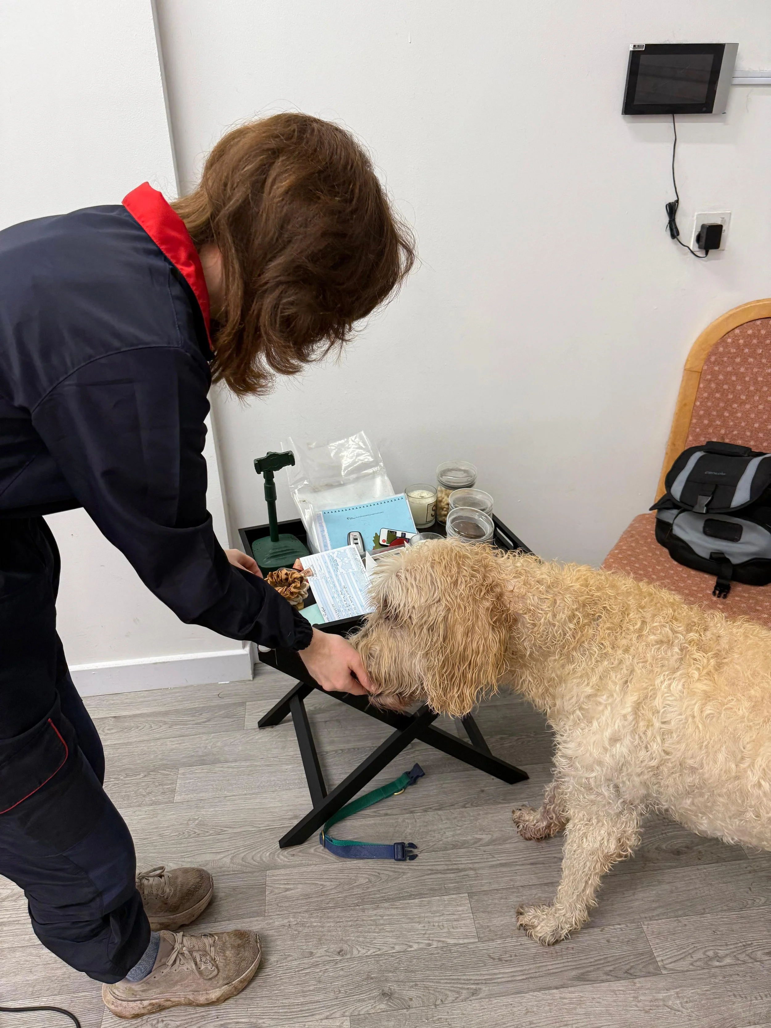A woman with brown hair wearing a black jacket with red collar giving a treat to a curly-haired Labrador Retriever in a dog groomers.