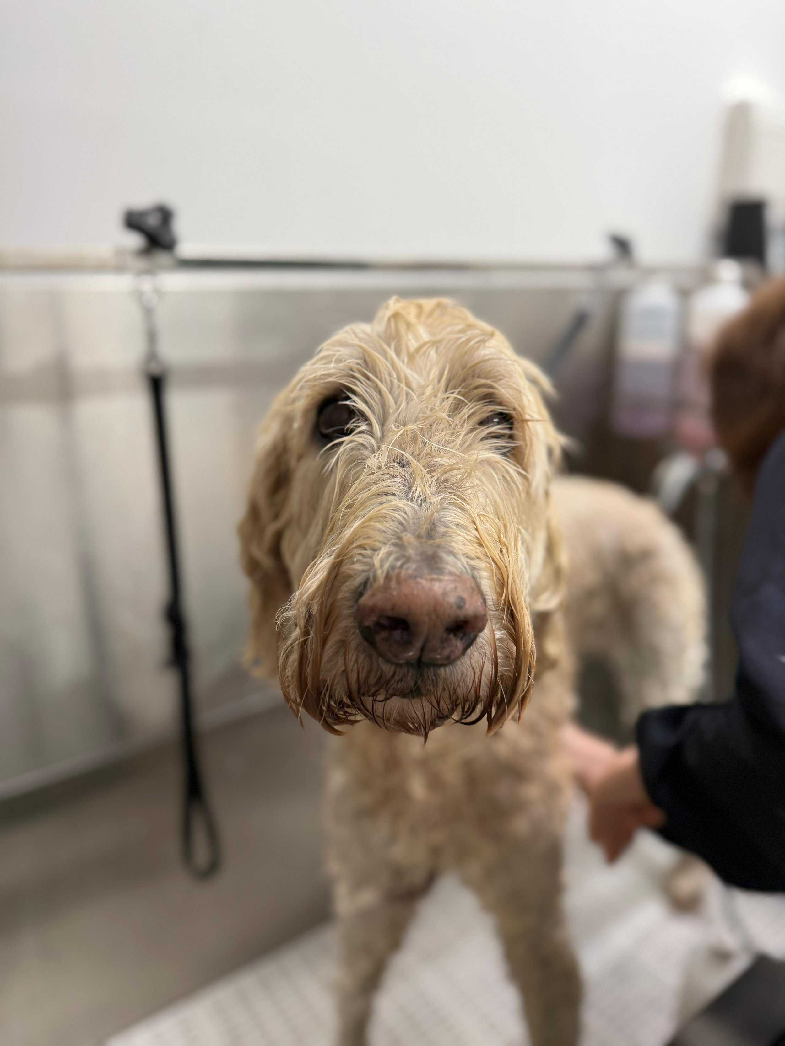 A wet, light-coloured dog at a groomer, with a grooming table and supplies in the background.