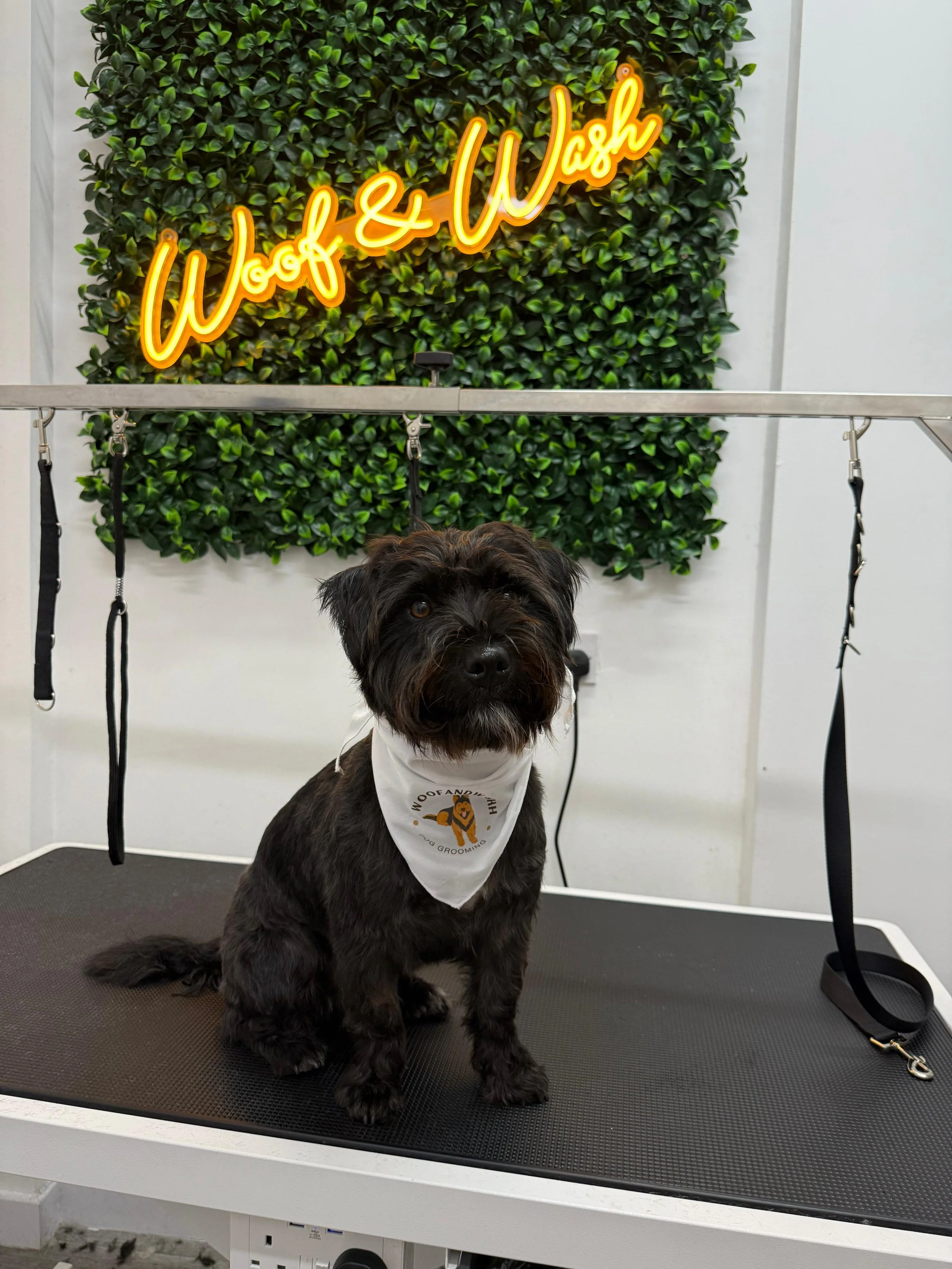 A dog sitting on a grooming table in front of a green leafy wall with a neon sign that reads 'Woof & Washh' and wearing a white bandana with the same logo.