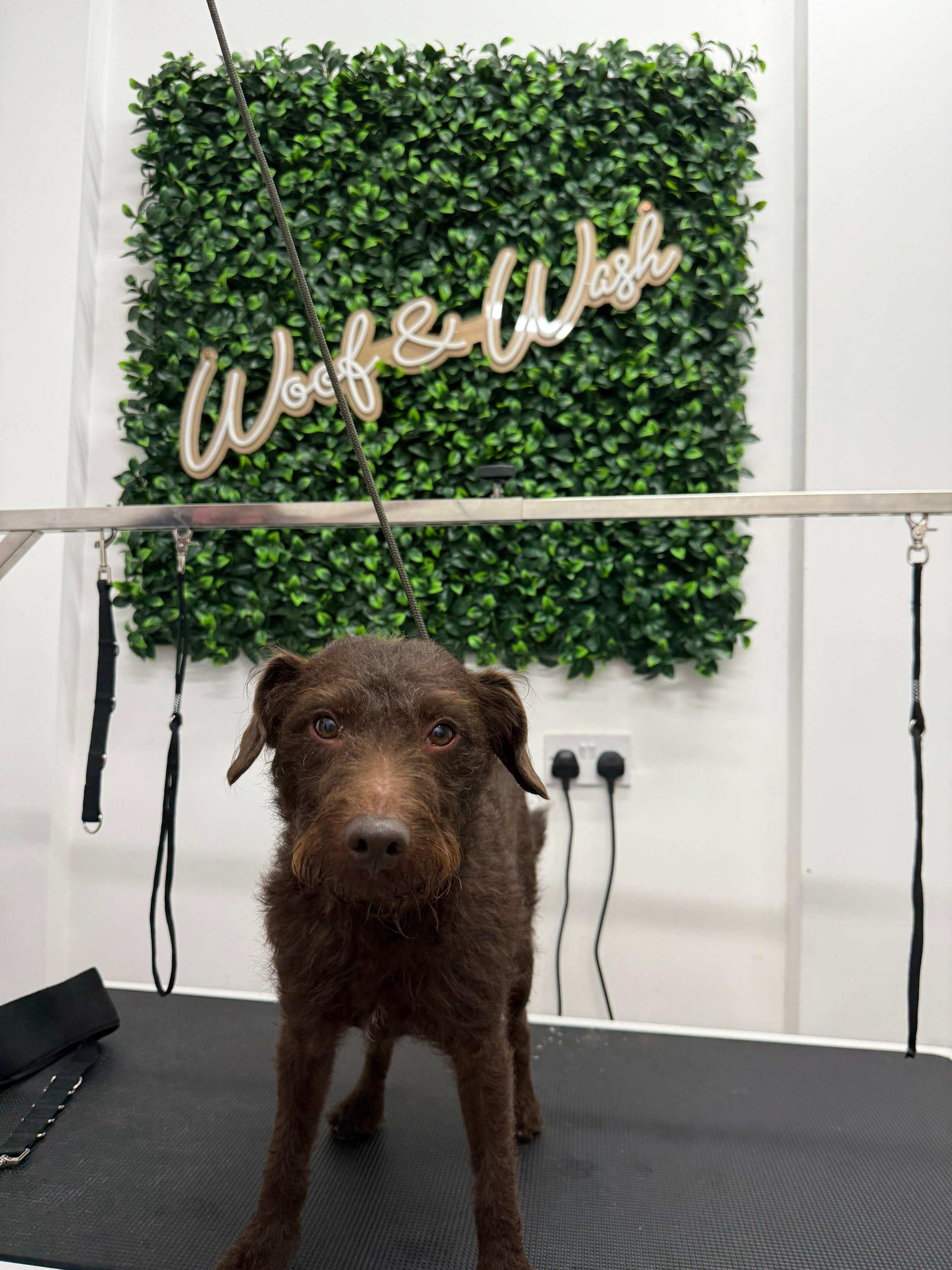 A brown dog standing on a grooming table in front of a green wall with a Woof & Washh sign, with grooming straps hanging from a metal bar.