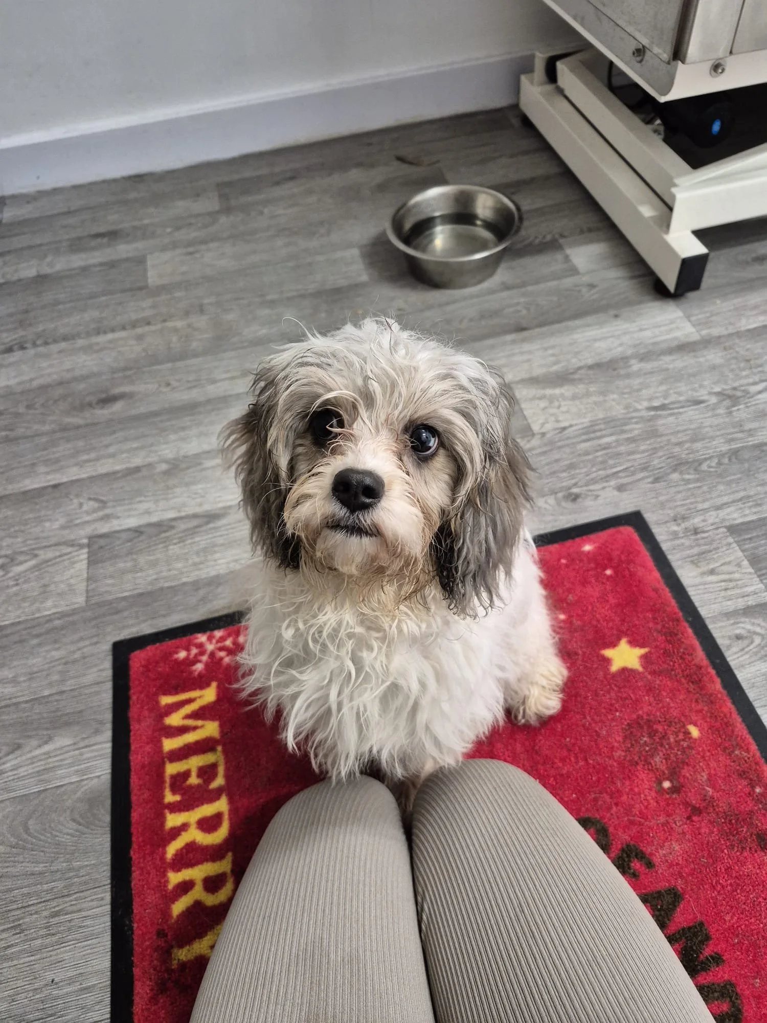 A small curly-haired dog sitting on a red holiday-themed doormat, looking up at the camera with blue eyes. There are gray wooden floors, a stainless steel water bowl, and a white kitchen appliance in the background.