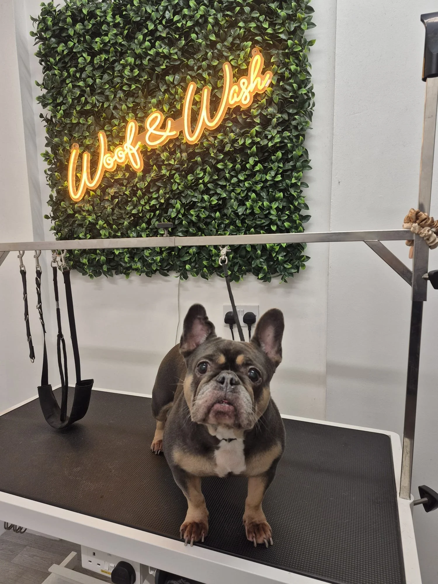 A French Bulldog standing on a grooming table at a pet grooming salon, with a green leafy wall and a neon sign reading 'Woff & Wash' in the background.