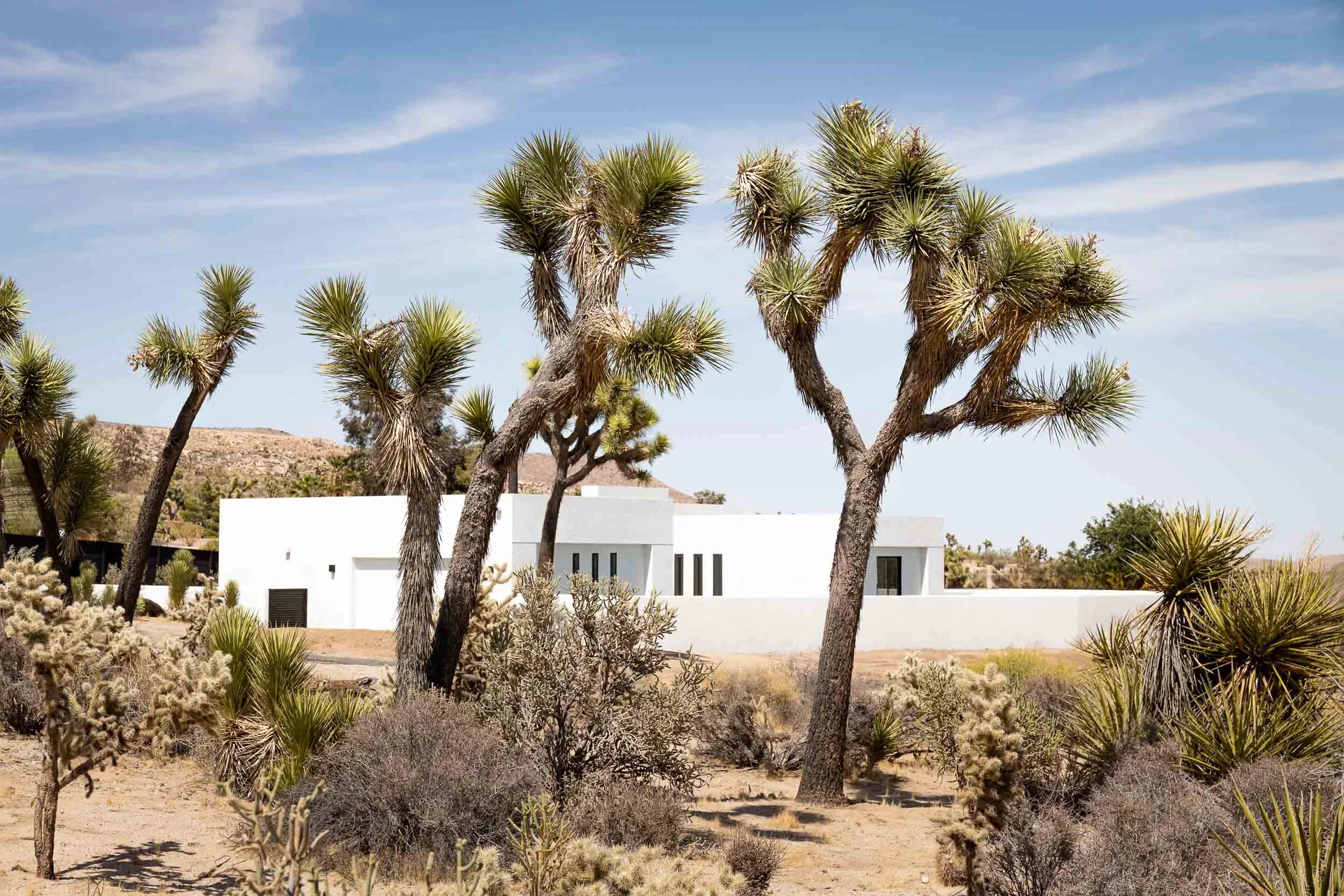 Joshua Tree interior photographer-1.jpg