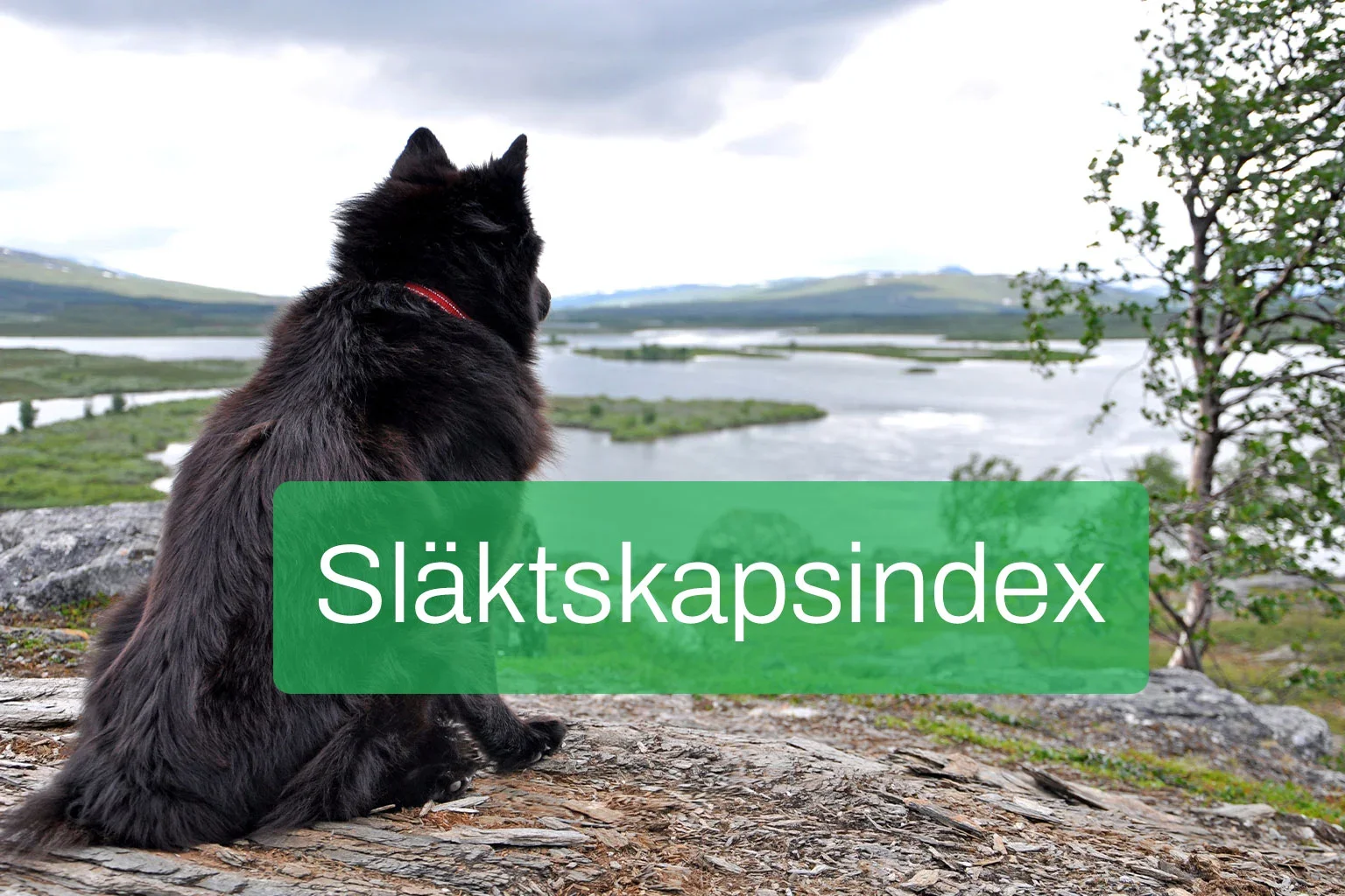 SKKs webbinarium om släktskapsindex