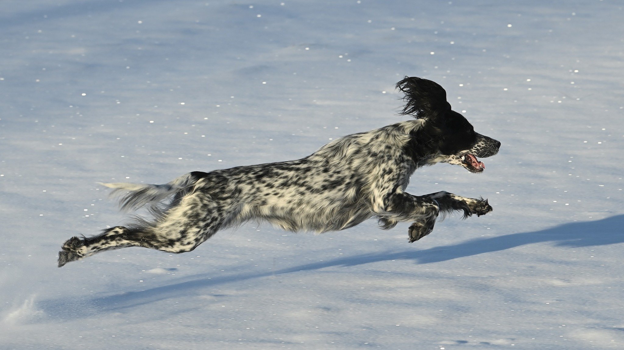 Herrskapets Kennel