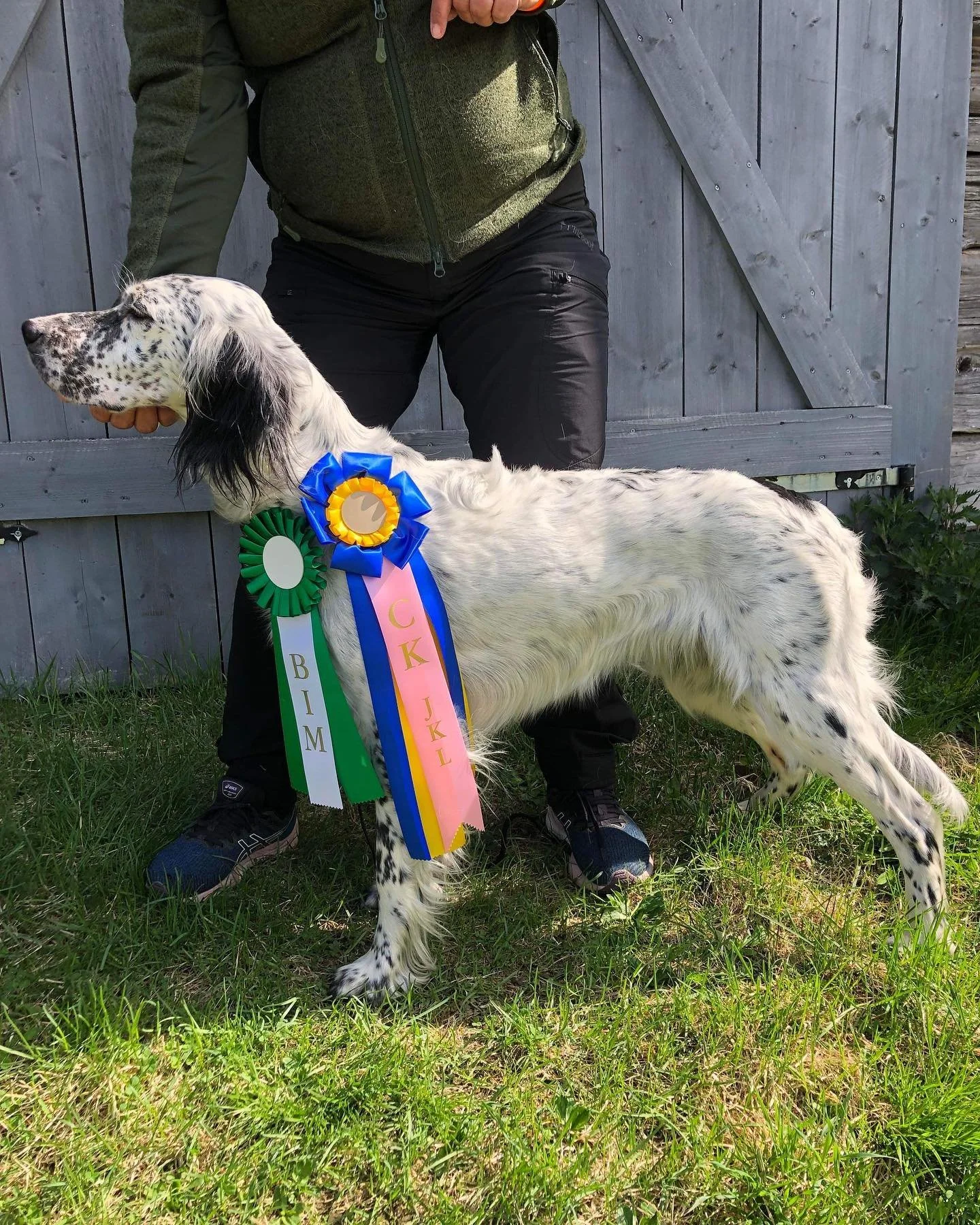 A white and black spotted English Setter dog with awards and ribbons around its neck, standing outdoors on grass in front of a wooden fence, with a person in dark clothing behind the dog.